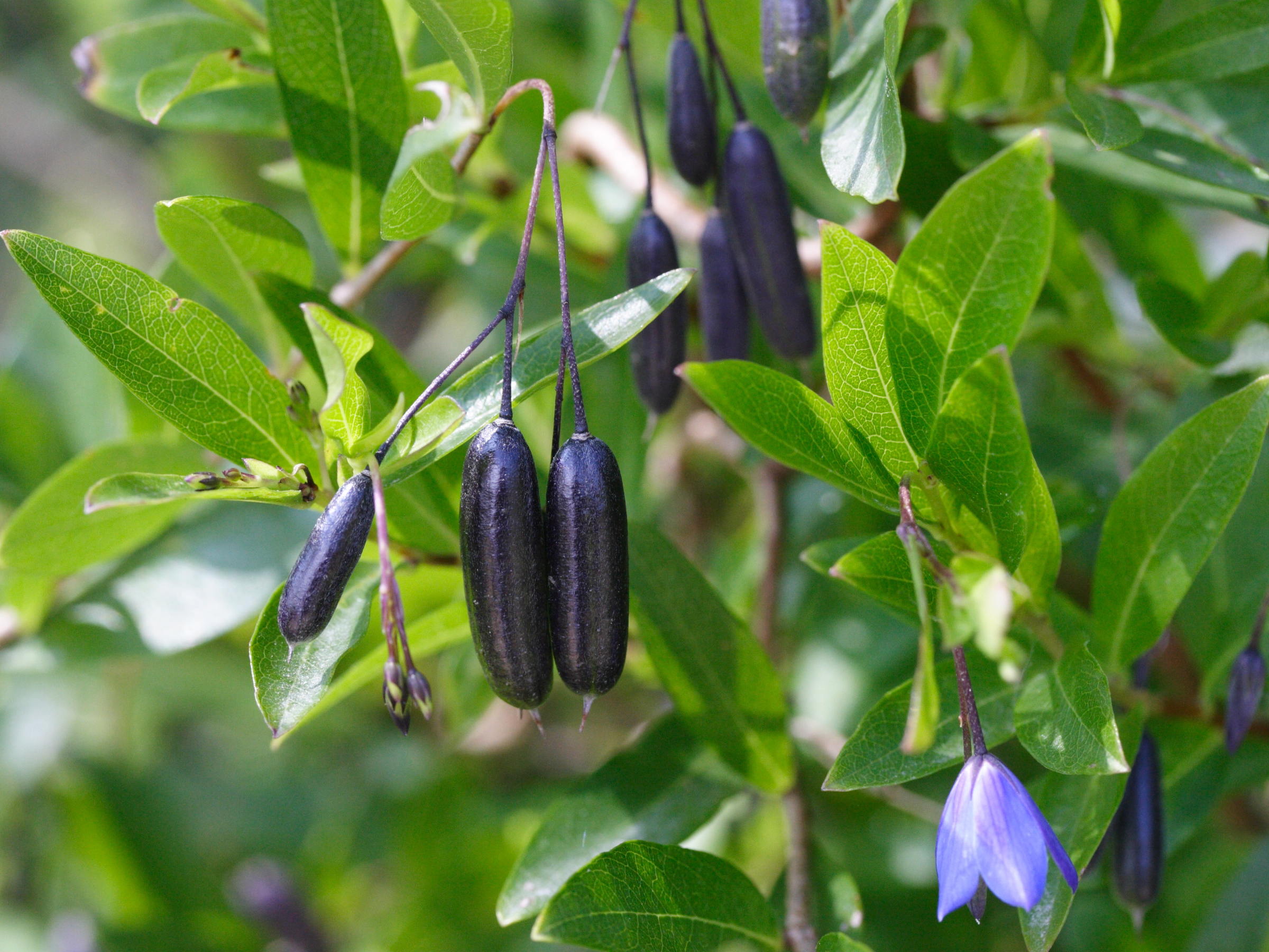 sollya_heterophylla3md