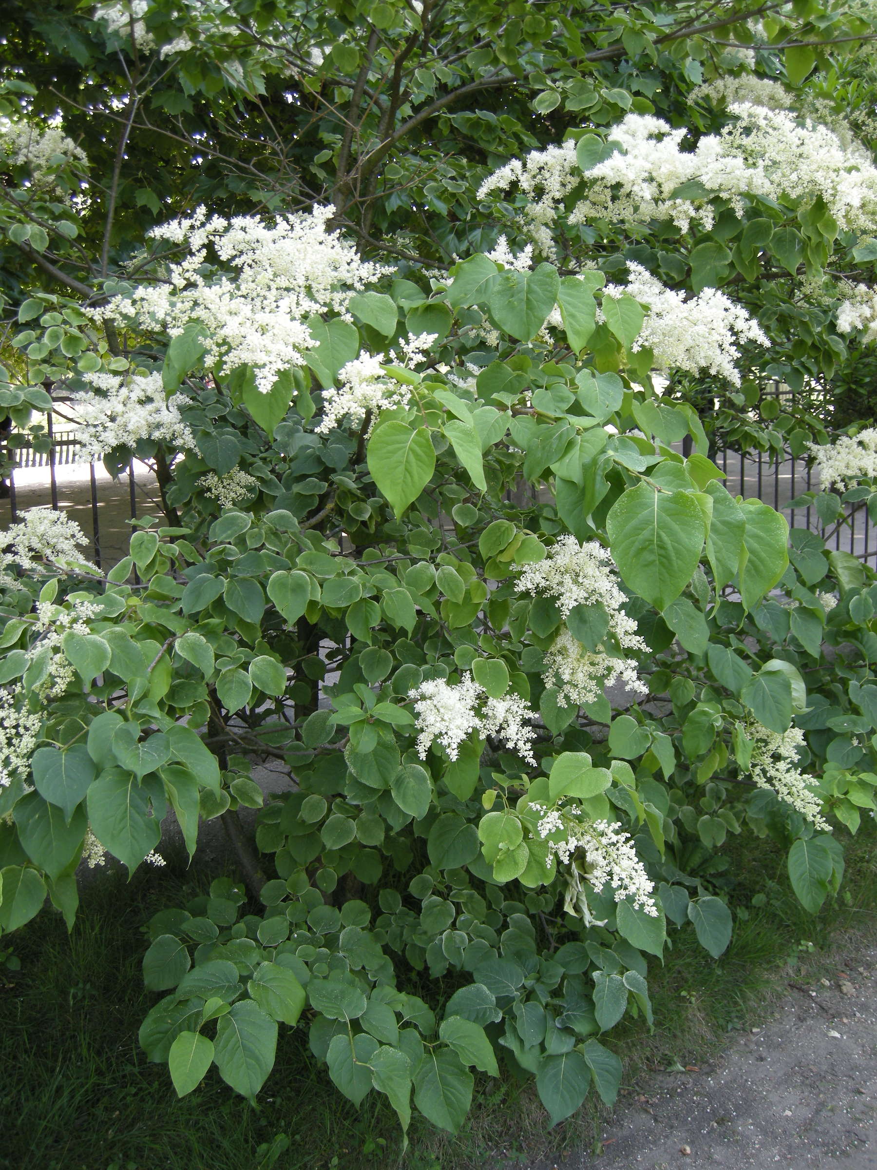 syringa_reticulata1md