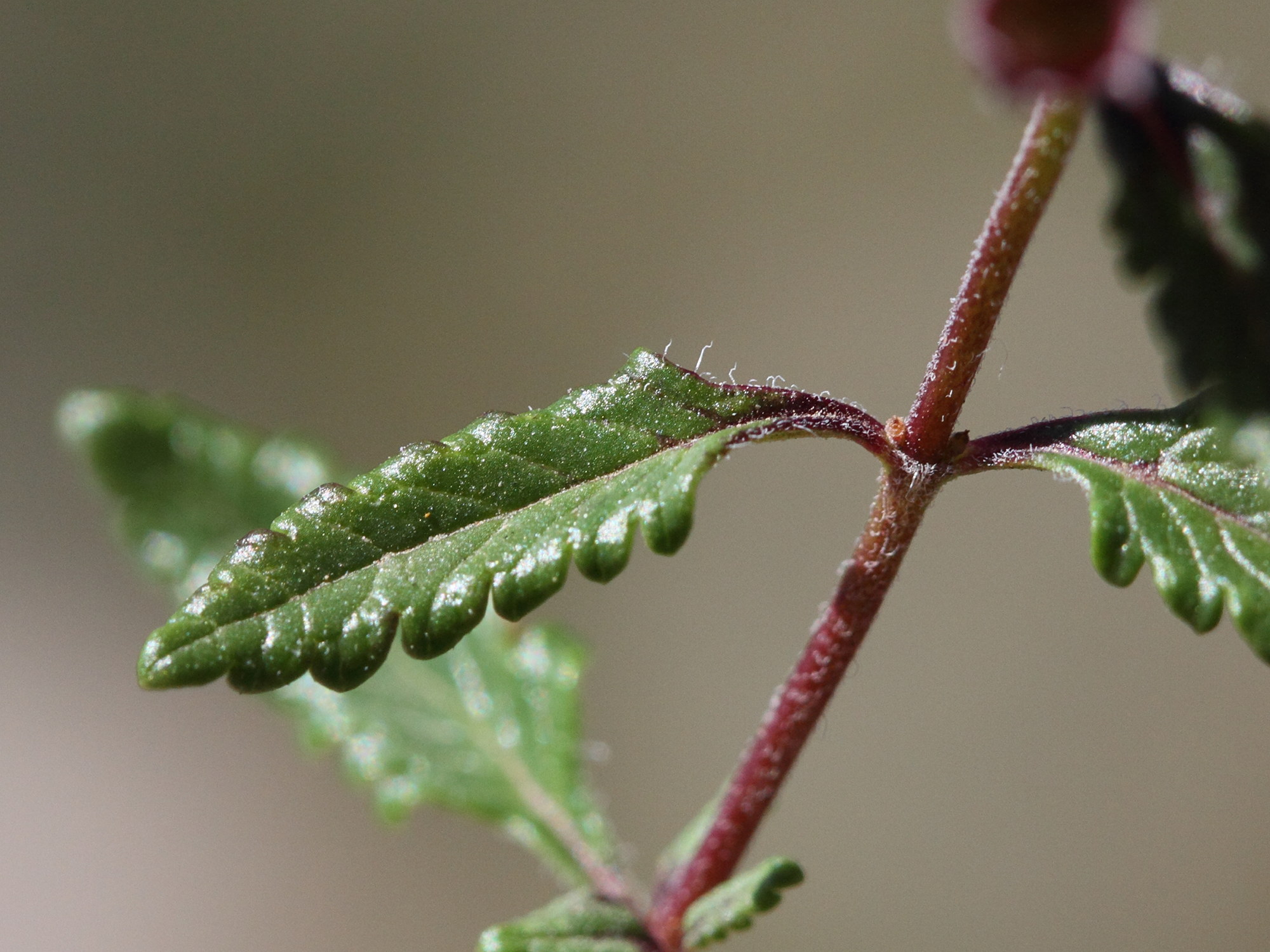 Afficher le média teucrium_chamaedrys5md teucrium_chamaedrys5md