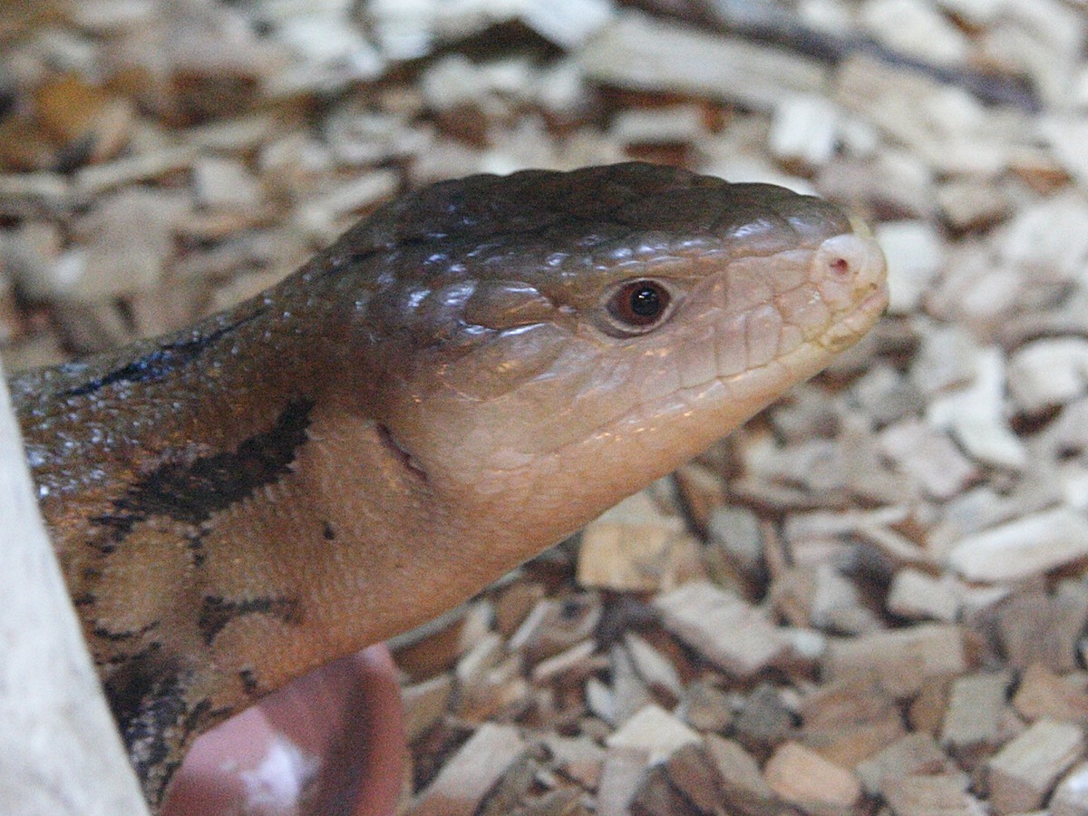 tiliqua_scincoides2md