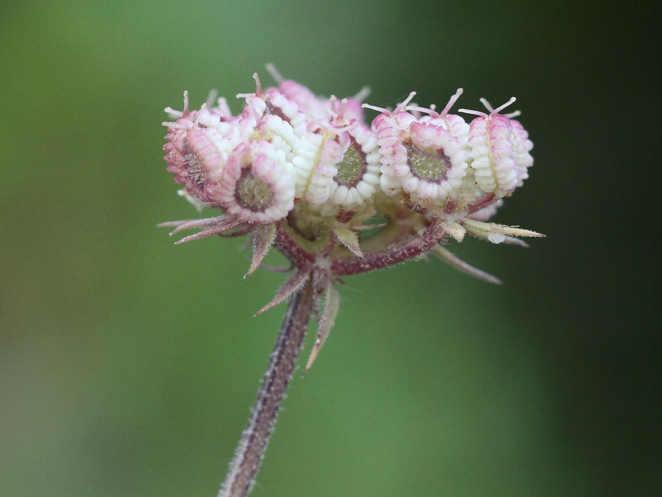 tordylium_aegaeum2bd