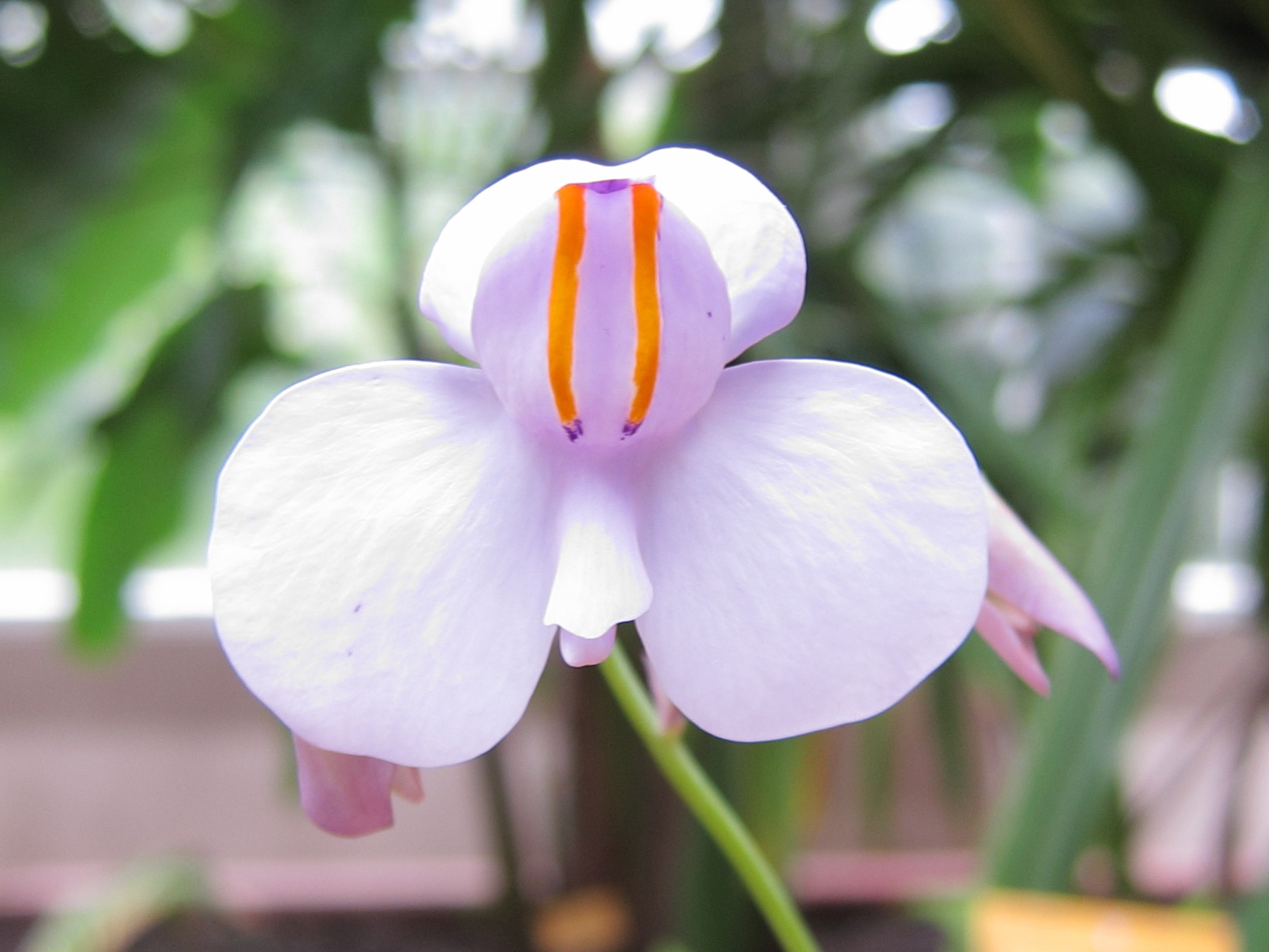 Afficher le média utricularia_reniformis2bd utricularia_reniformis2bd