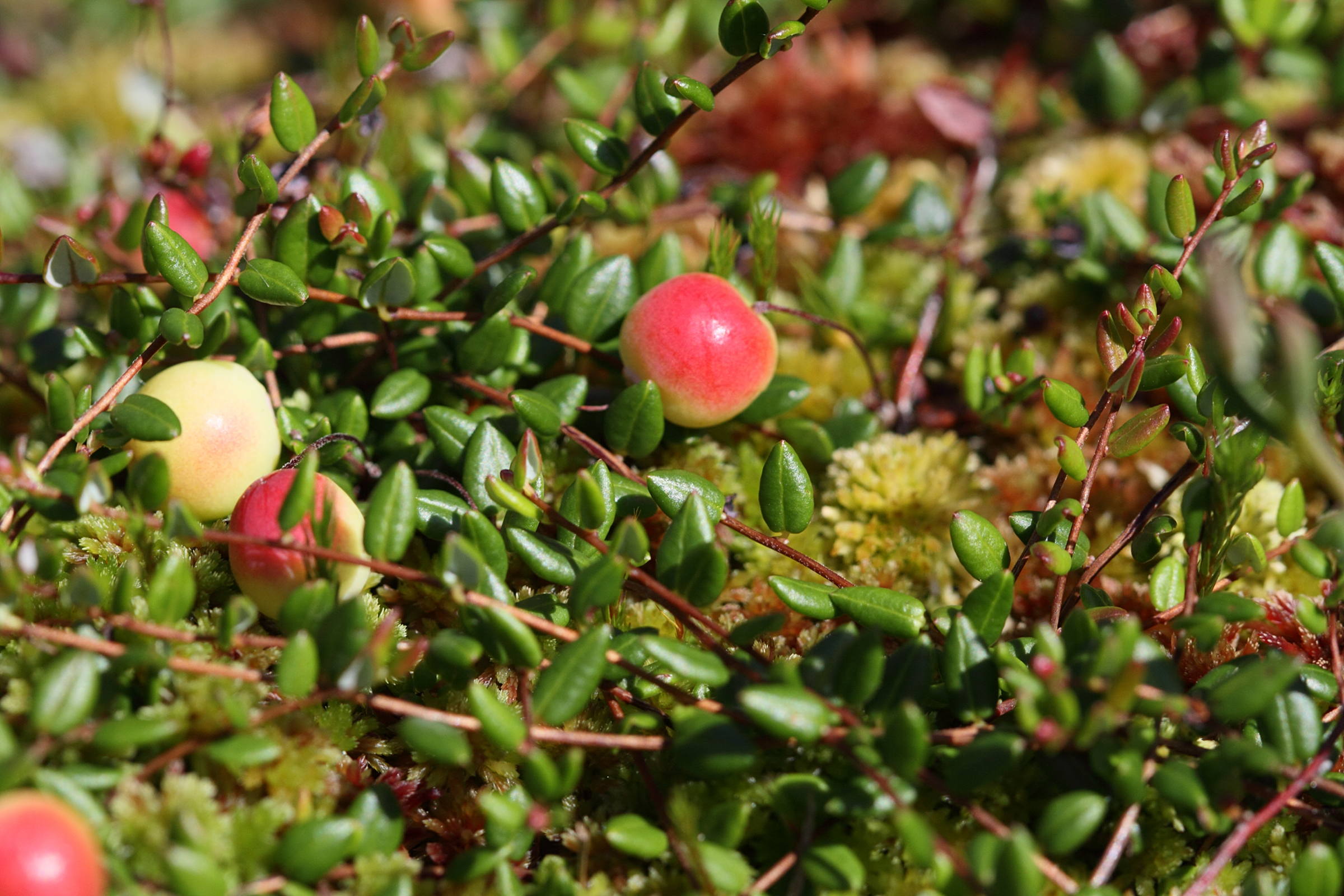Afficher le média vaccinium_oxycoccos2bd vaccinium_oxycoccos2bd