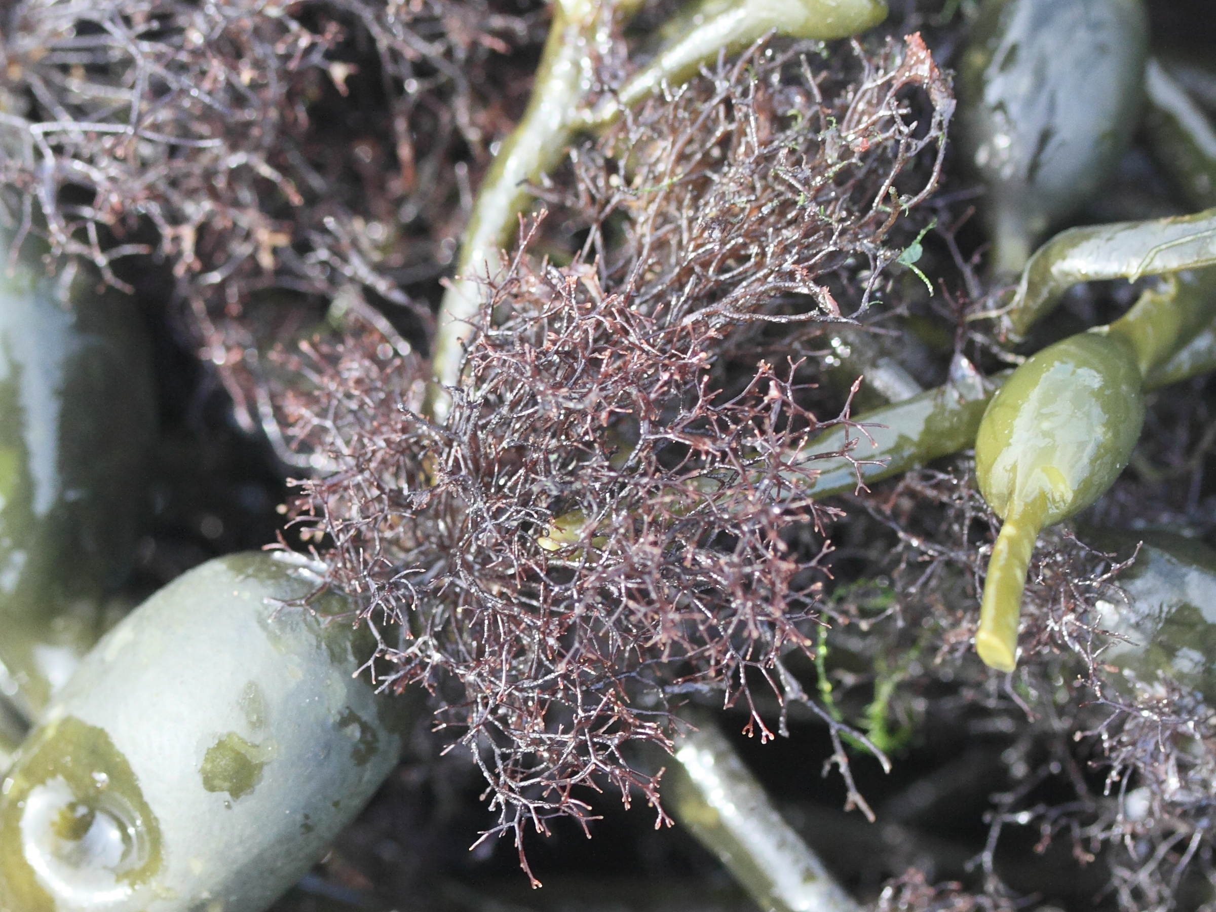 vertebrata_lanosa2md