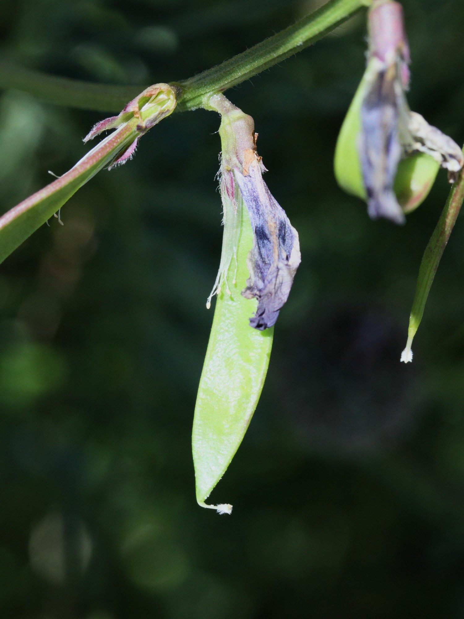 vicia_onobrychioides3md