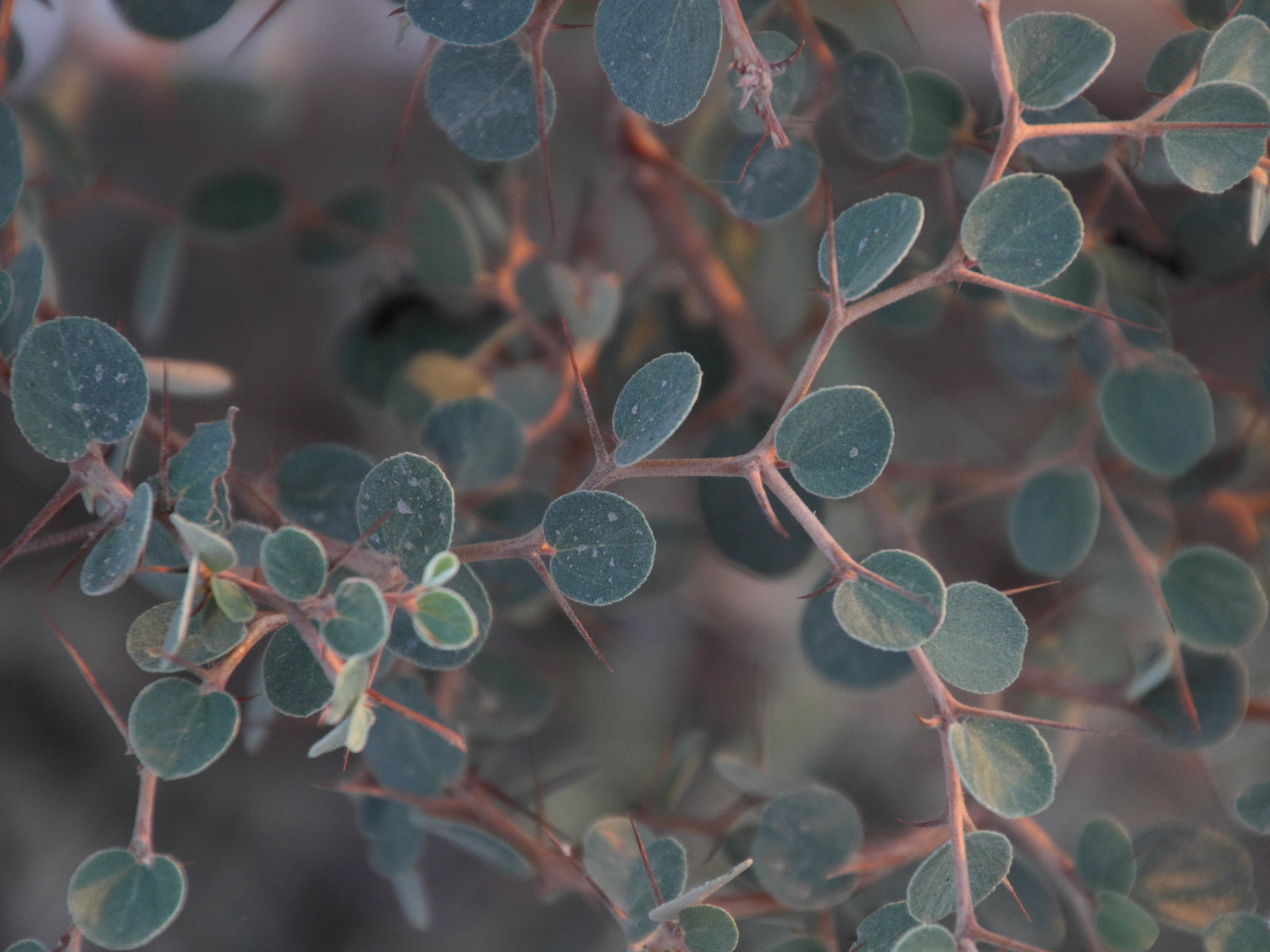 ziziphus_nummularia3md