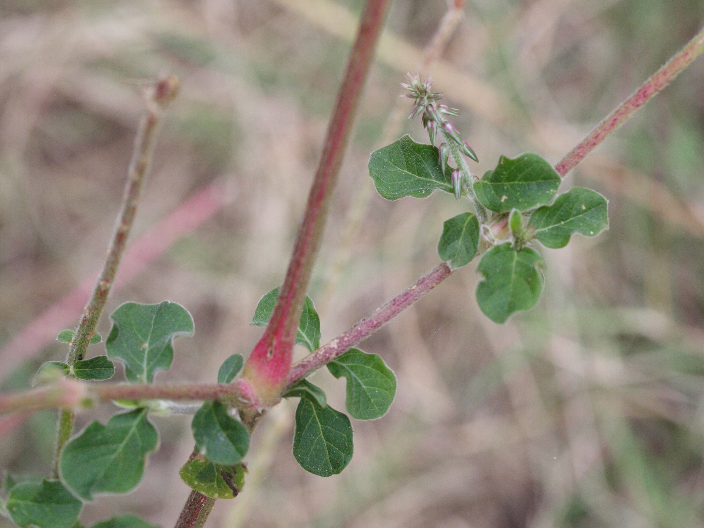 achyranthes_aspera2md