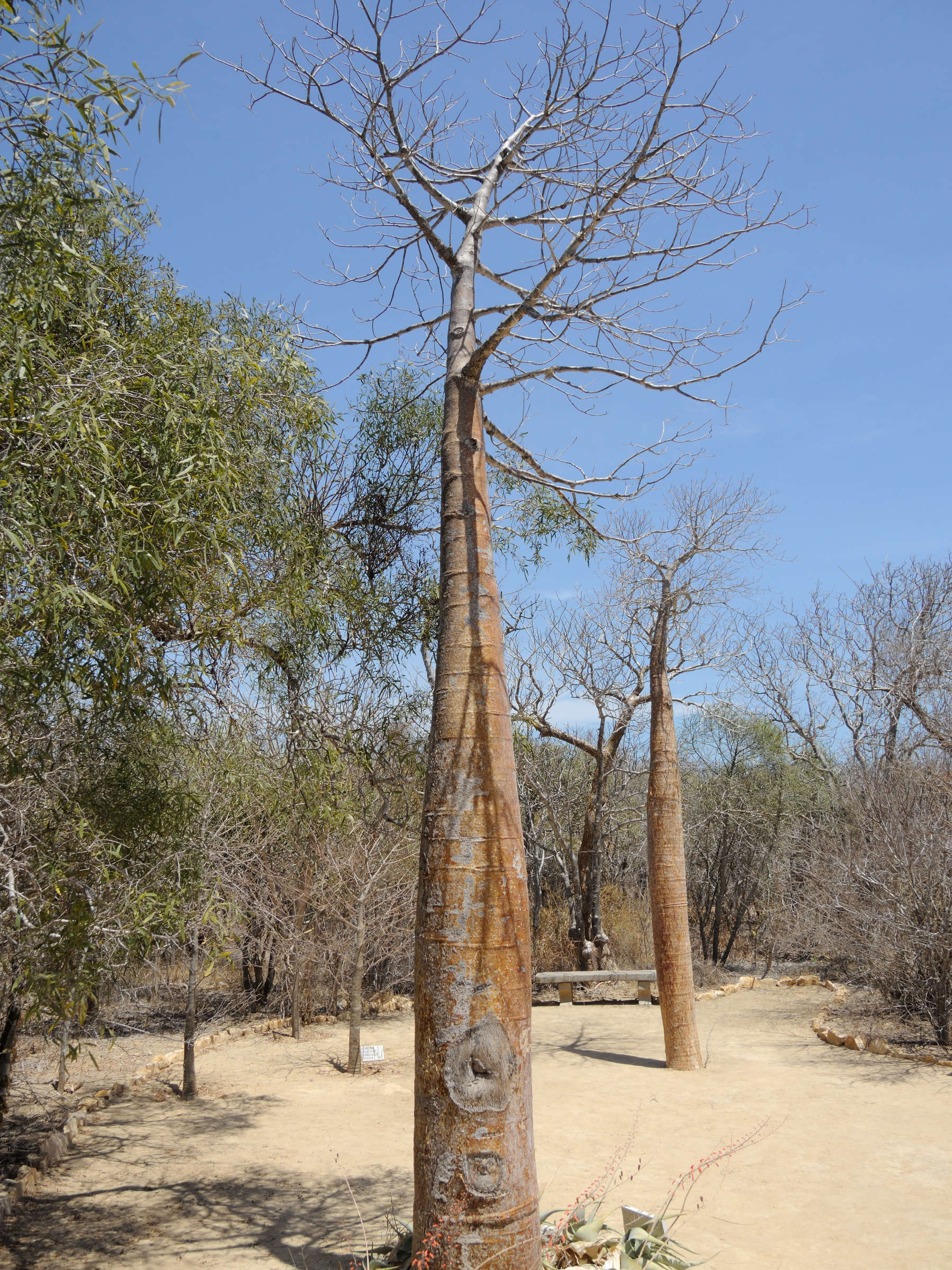 adansonia_rubrostipa1md