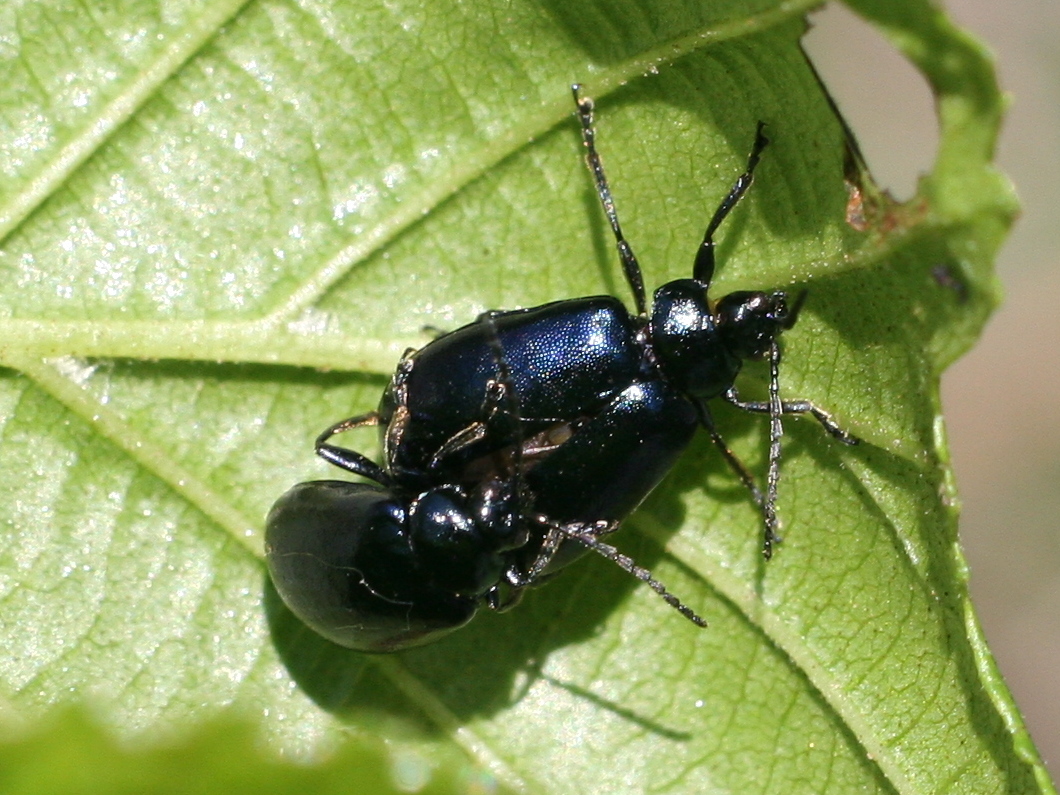 Afficher le média agelastica_alni3md agelastica_alni3md