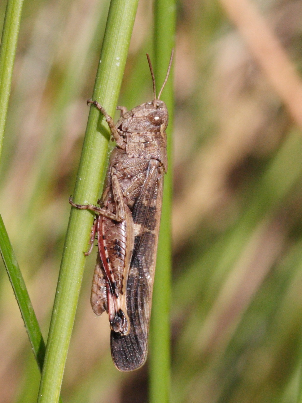 aiolopus_strepens1md