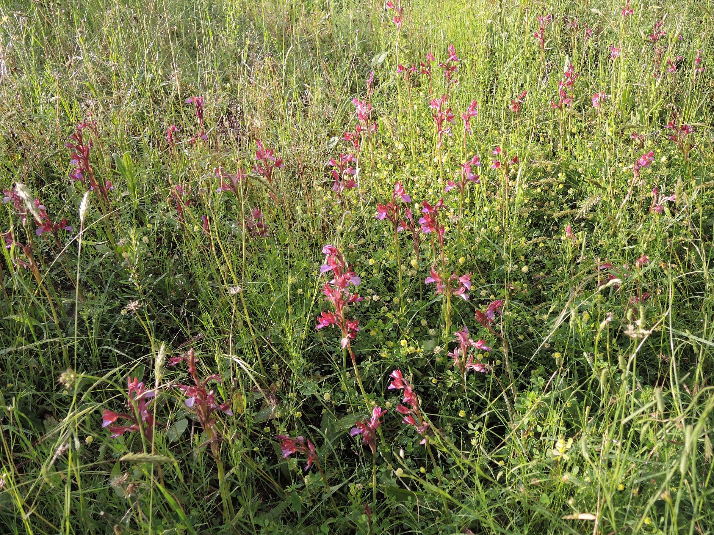 anacamptis_papilionacea7md