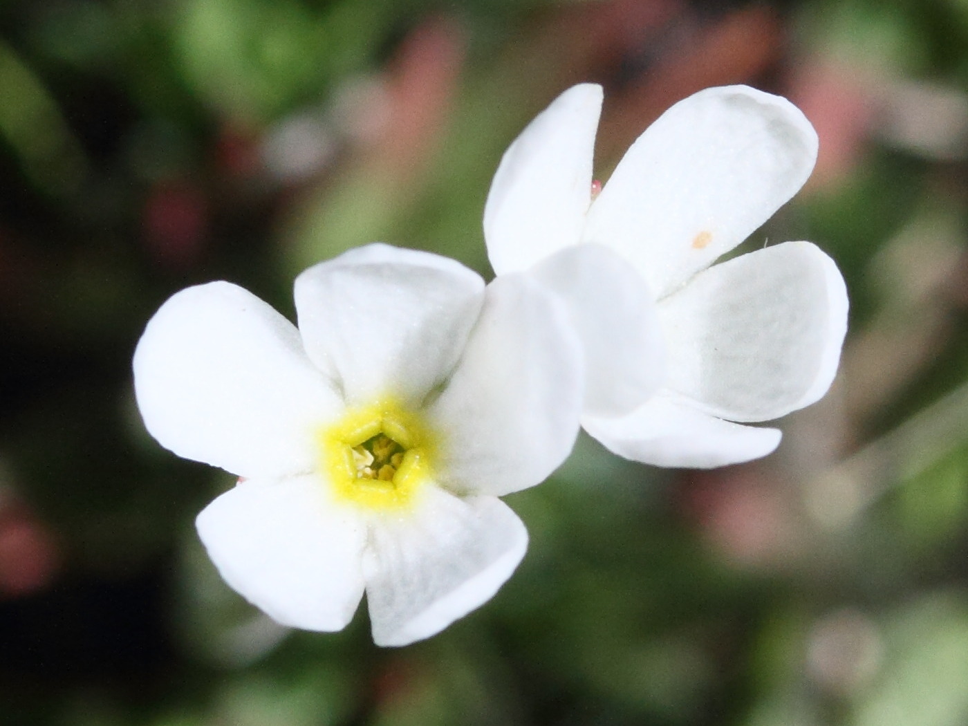 Afficher le média androsace_adfinis_brigantiaca4md androsace_adfinis_brigantiaca4md