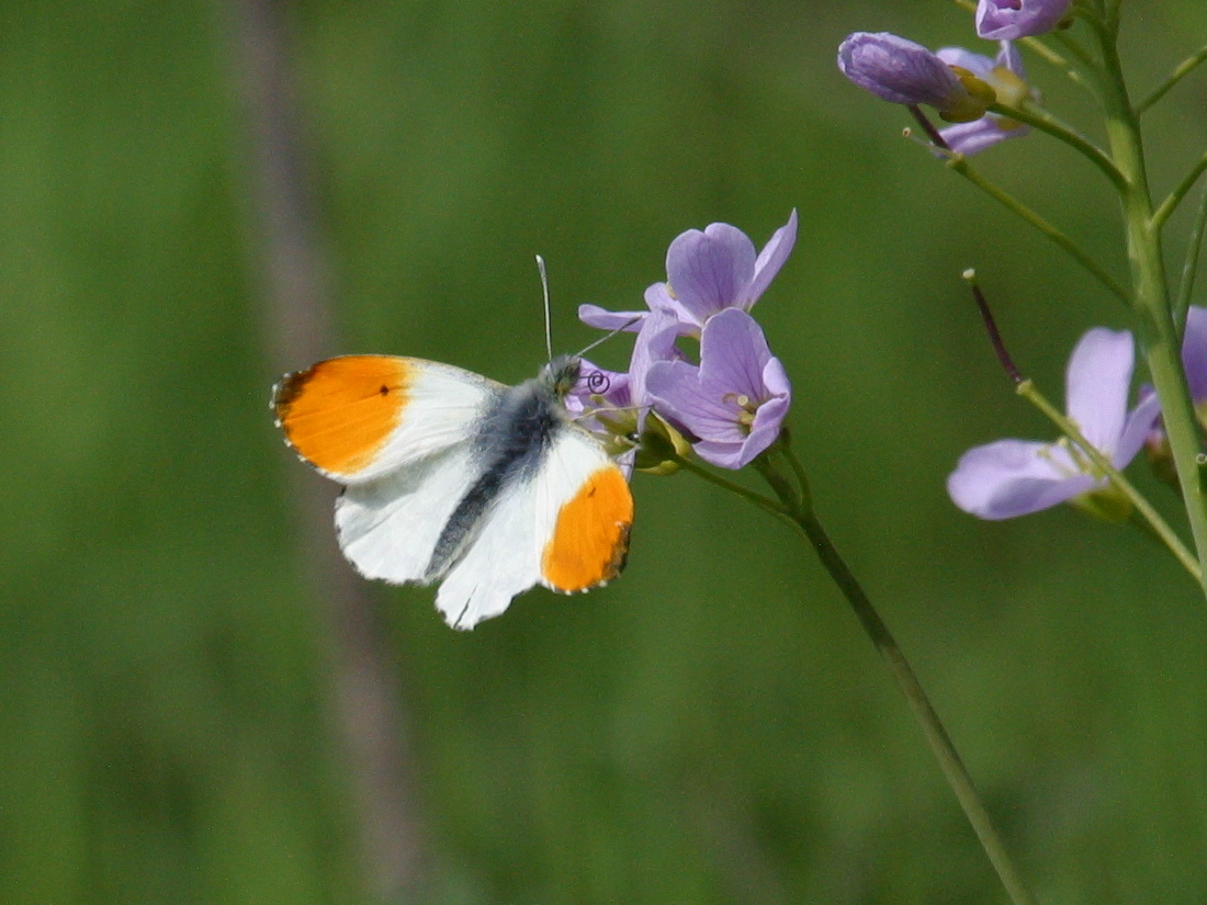 Anthocharis_cardamines
