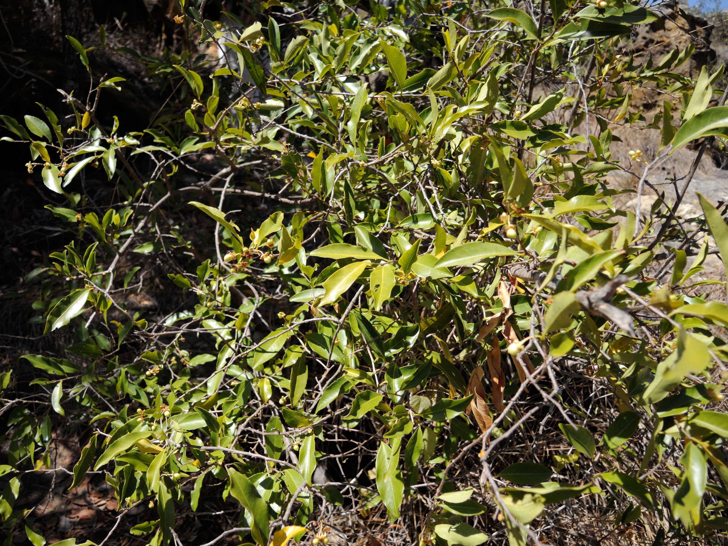 aphloia_theiformis9md