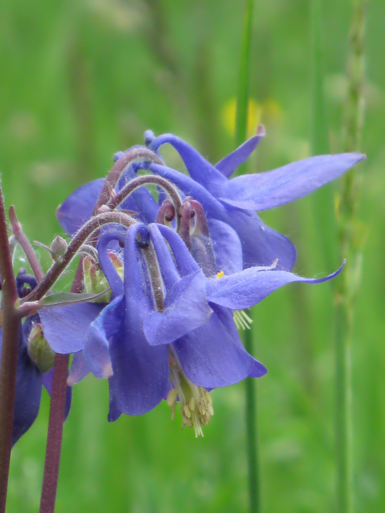 aquilegia_vulgaris6mv
