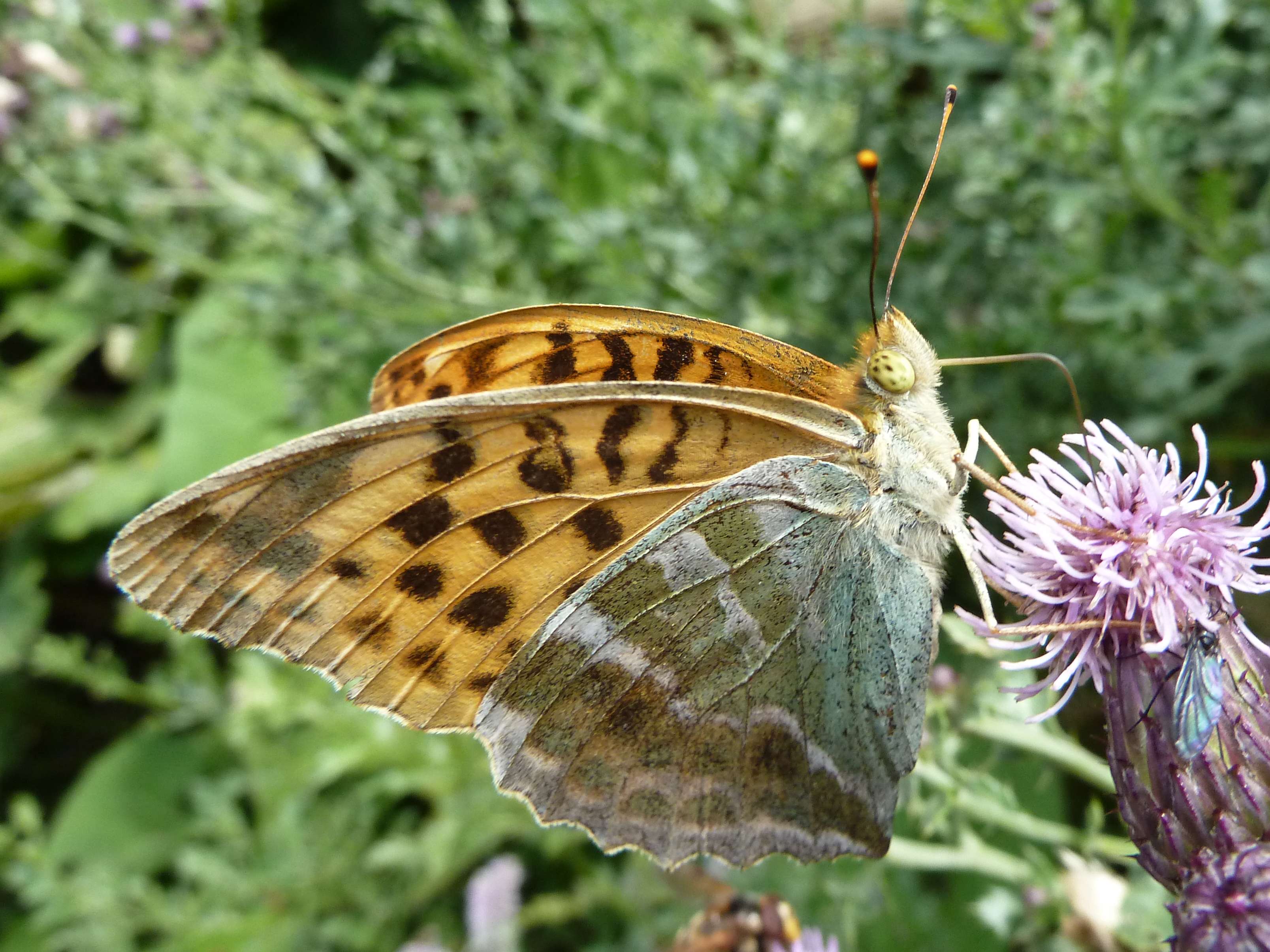 argynnis_paphia3gv