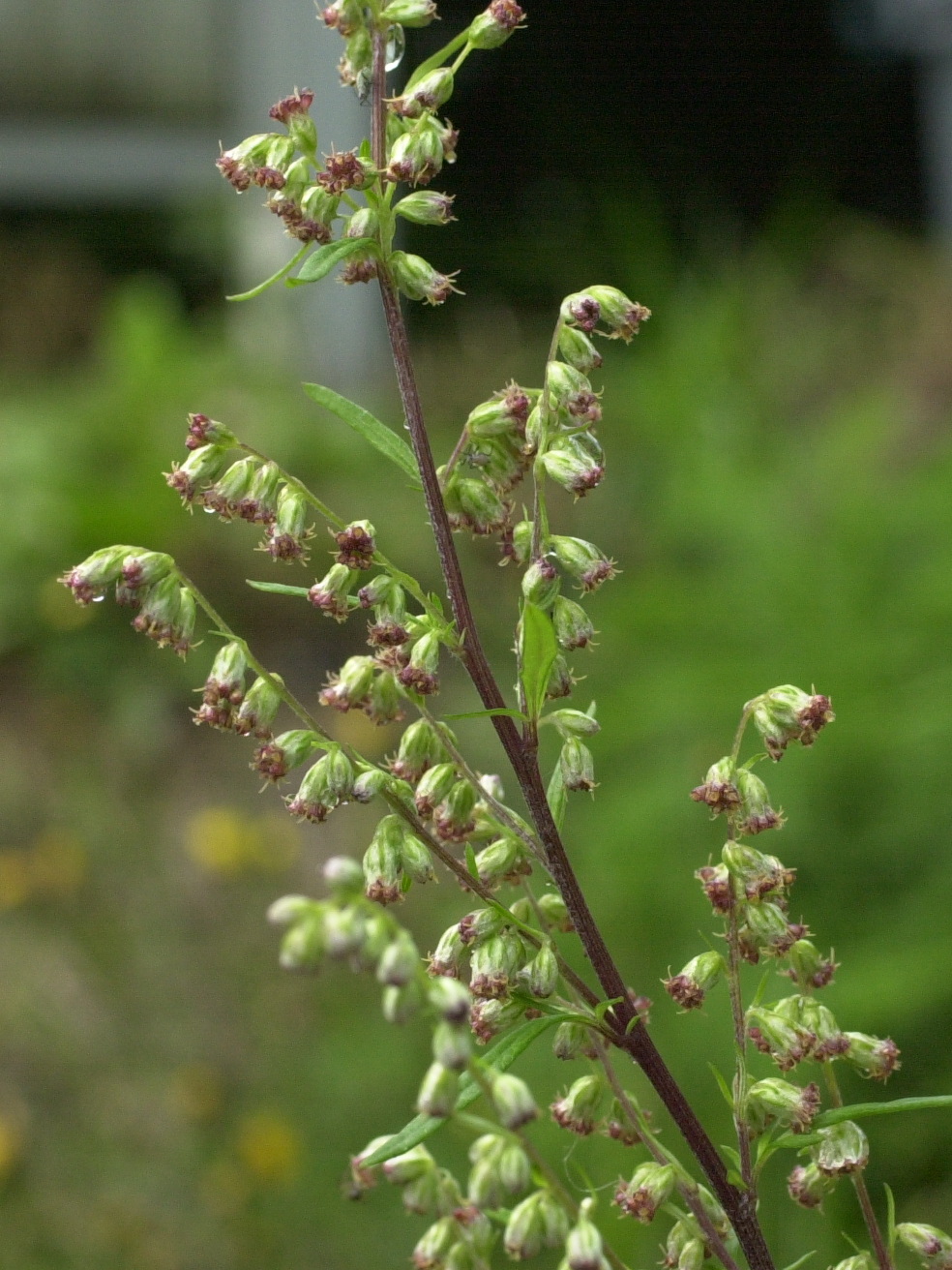 artemisia_verlotiorum1md