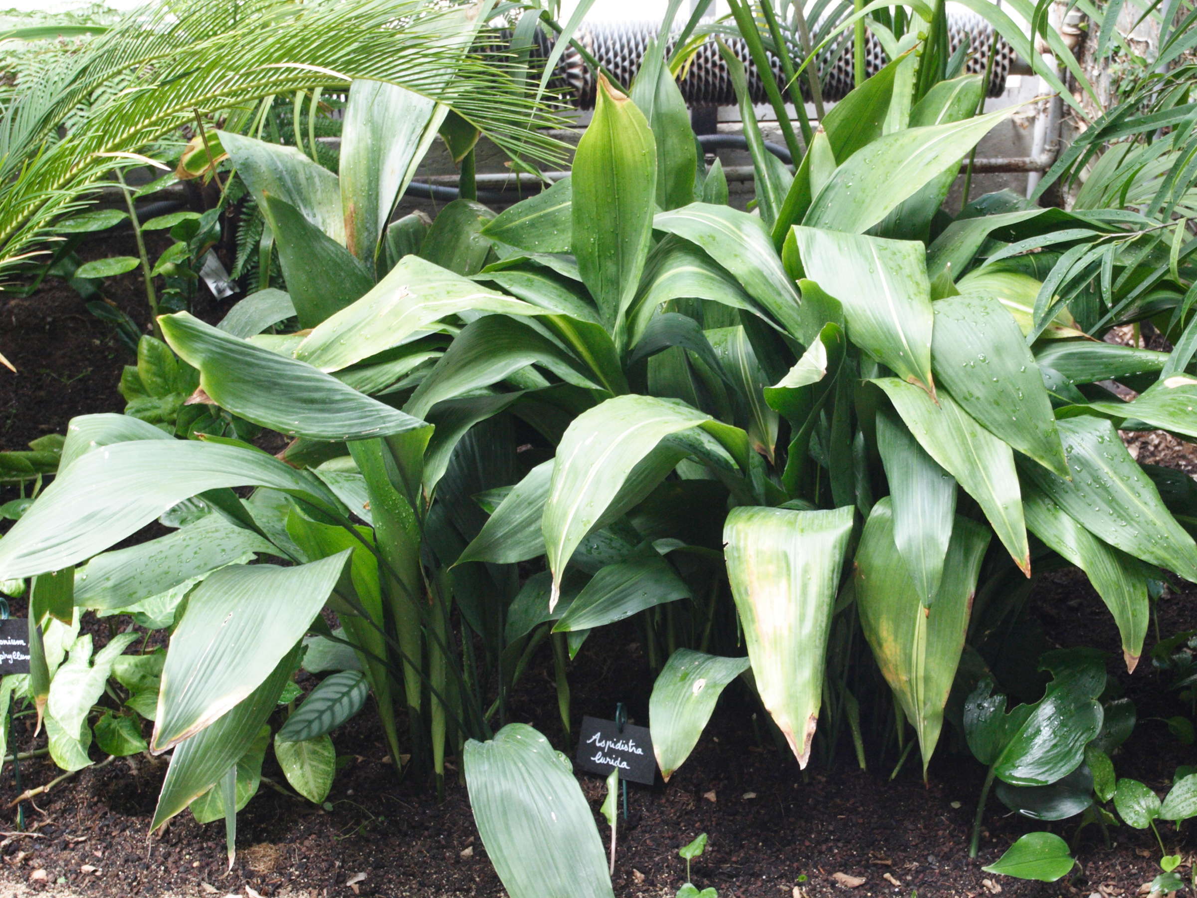 Aspidistra_elatior