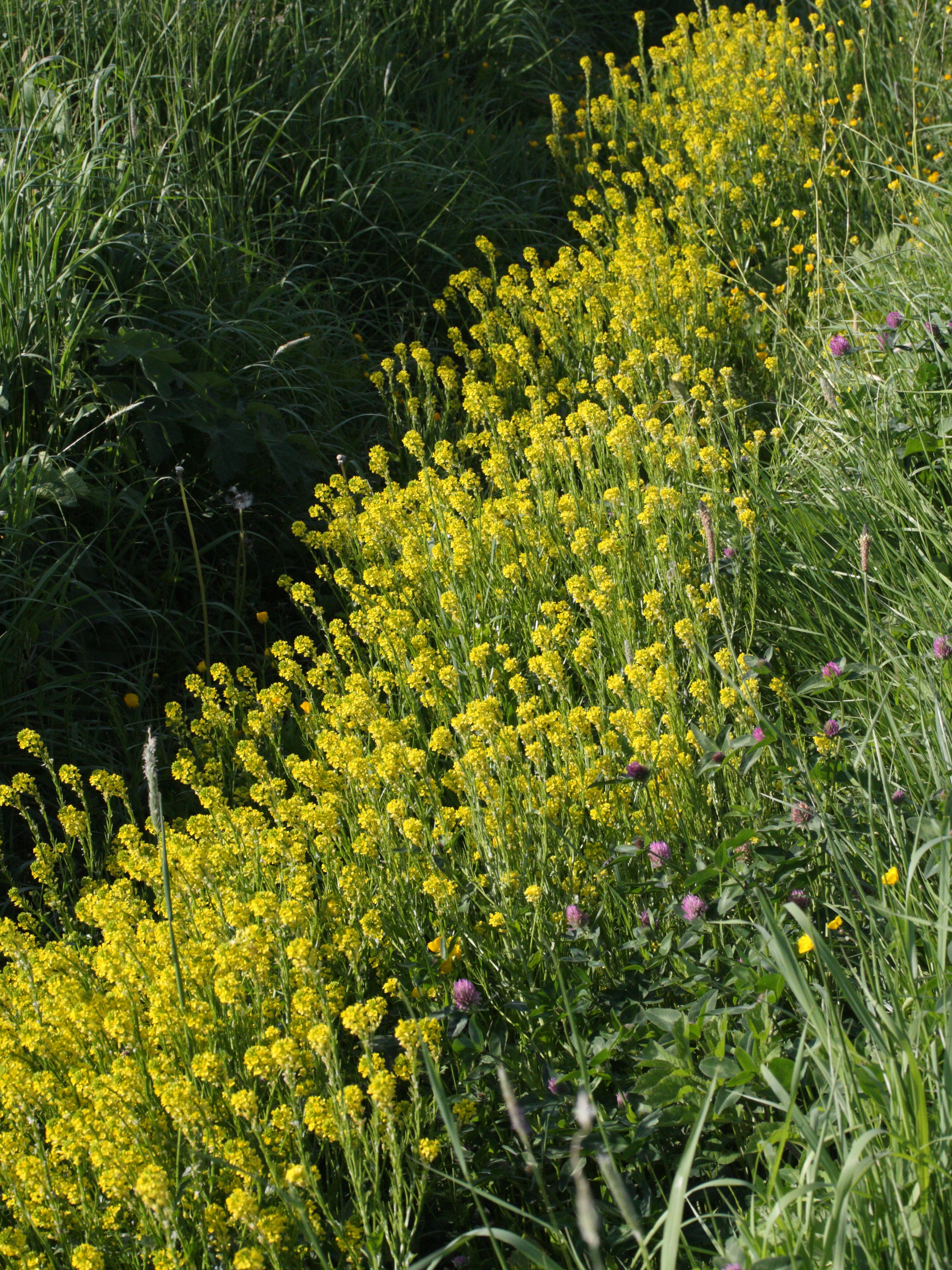 barbarea_intermedia1bmd