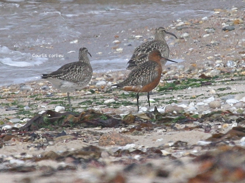 barge_rousse_-_limosa_lapponica1bd