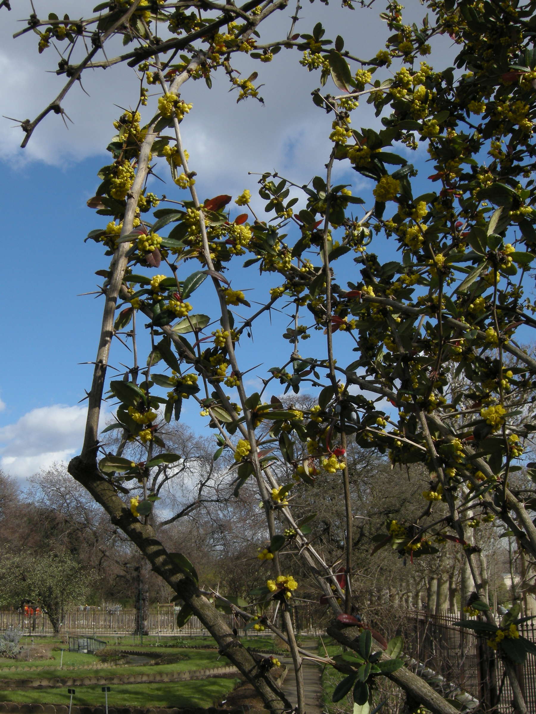 Afficher le média berberis_julianae1md berberis_julianae1md