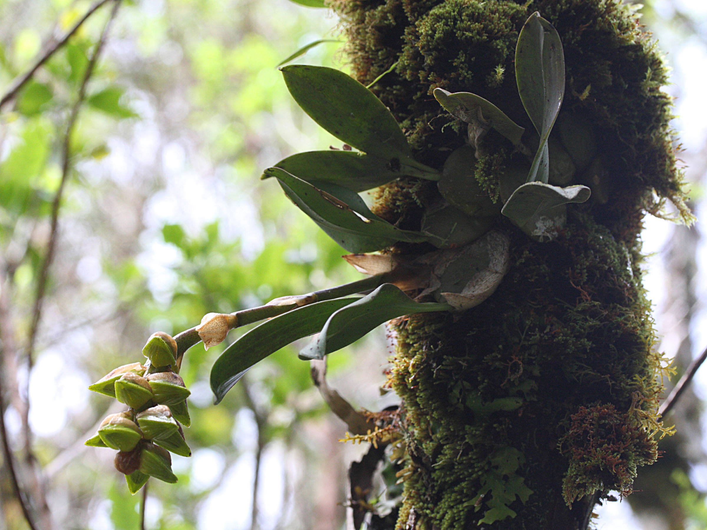 bulbophyllum_occlusum2md