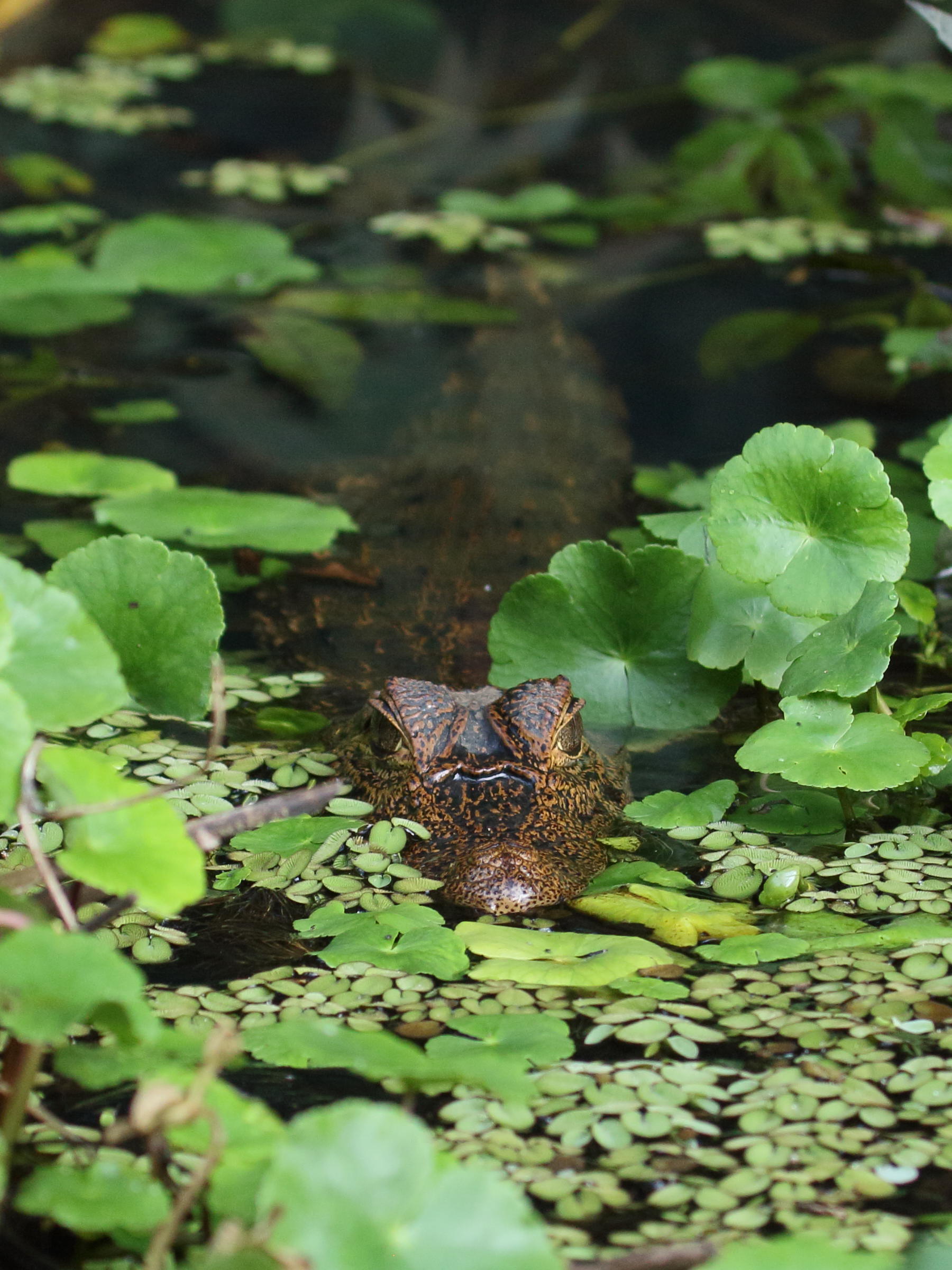 Afficher le média caiman_crocodilus8bd caiman_crocodilus8bd