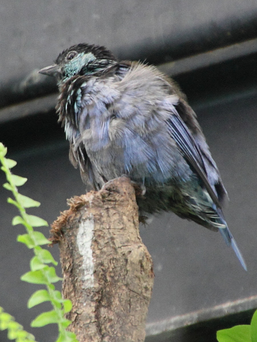 calliste_a_calotte_noire_-_tangara_heinei1md