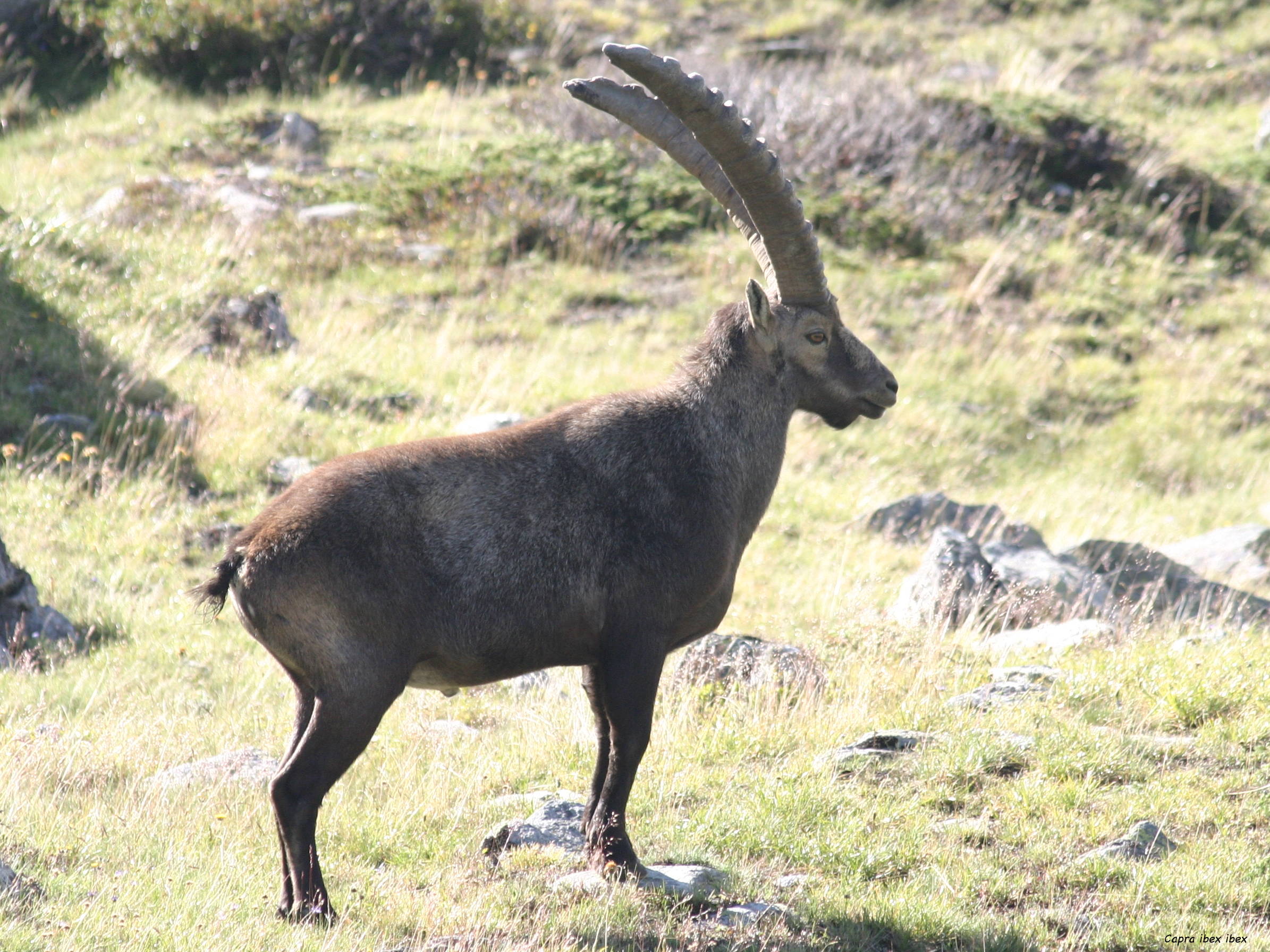 capra_ibex_ibex2sd