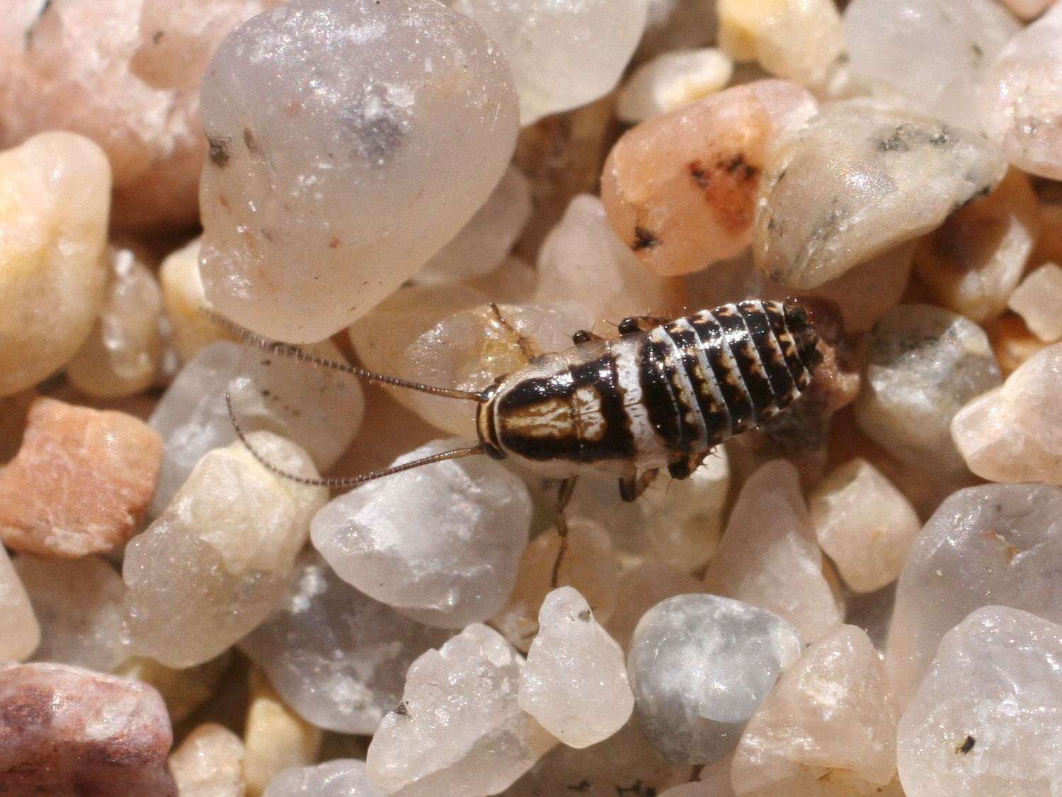 Afficher le média capraiellus_panzeri capraiellus_panzeri