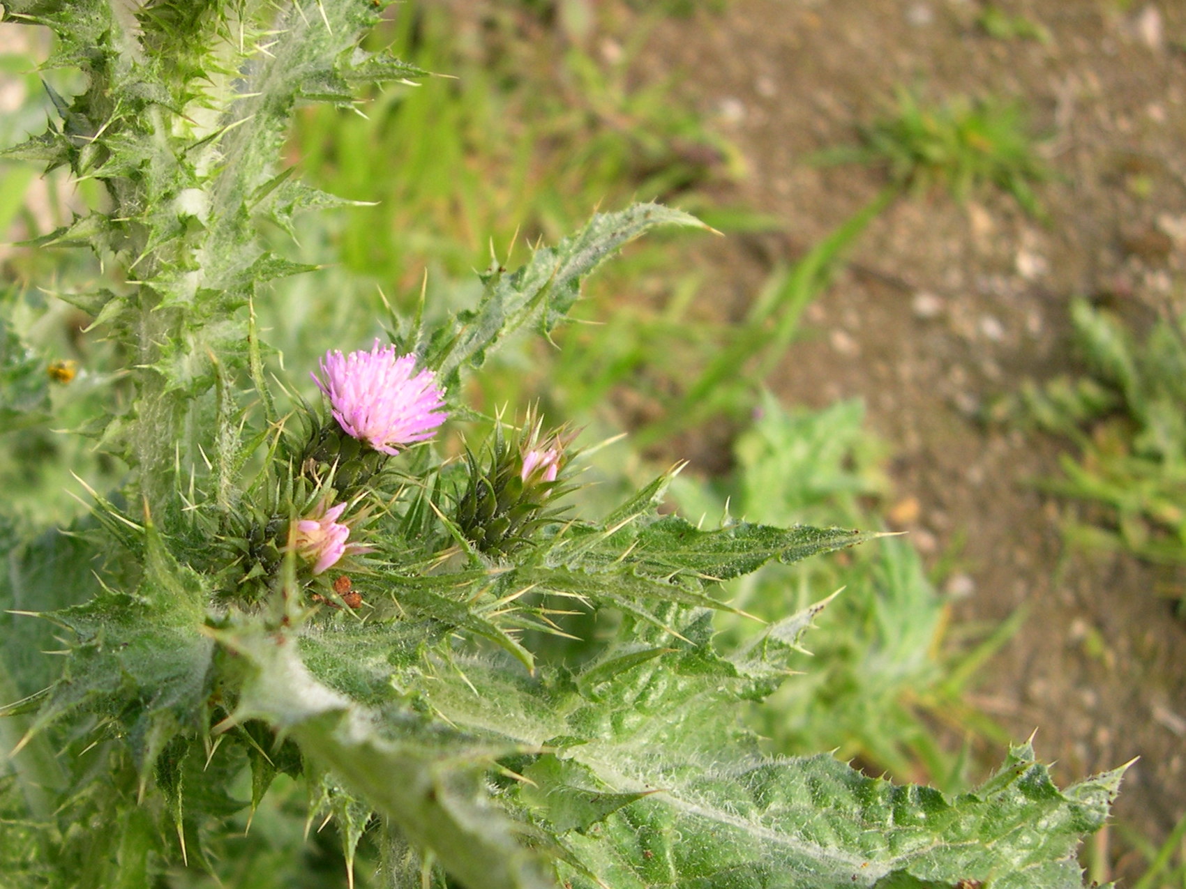 carduus_tenuiflorus2md