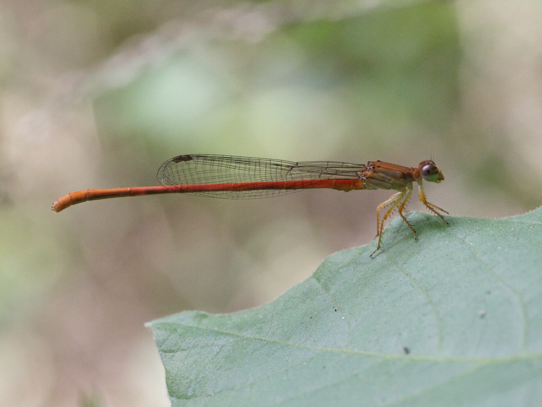 ceriagrion_glabrum4md