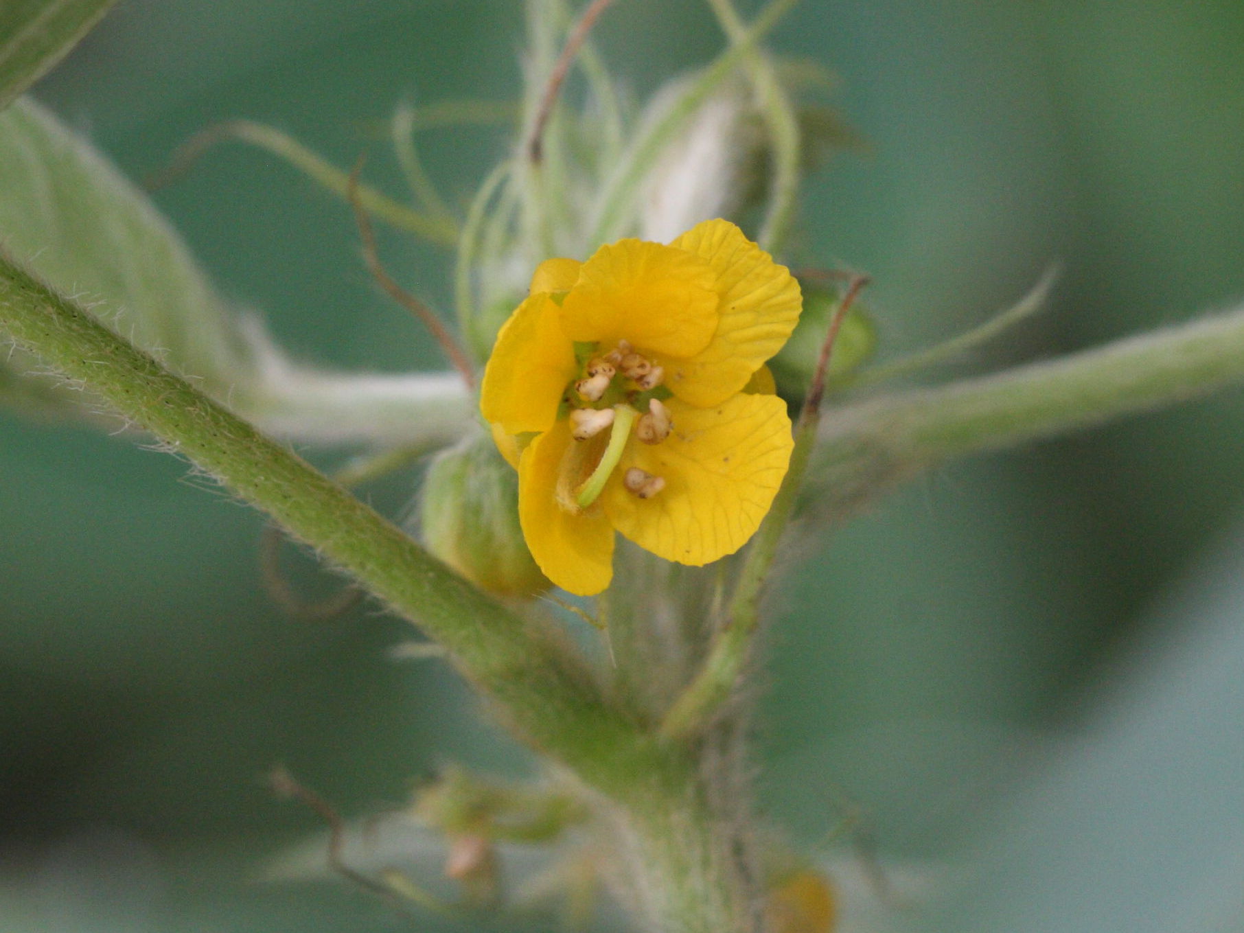 chamaecrista_obcordata2md