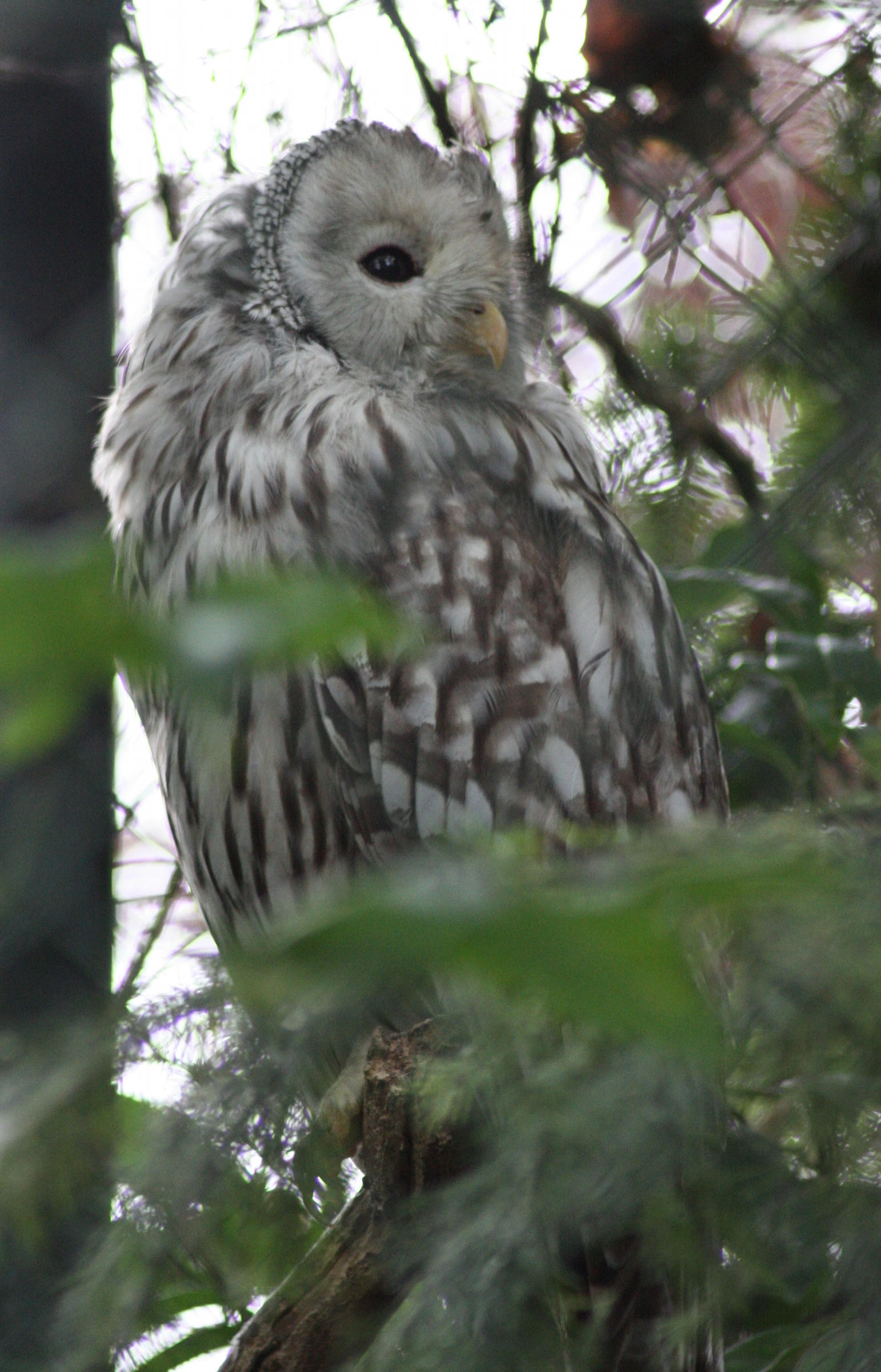 chouette_de_l-oural_-_strix_uralensis2md