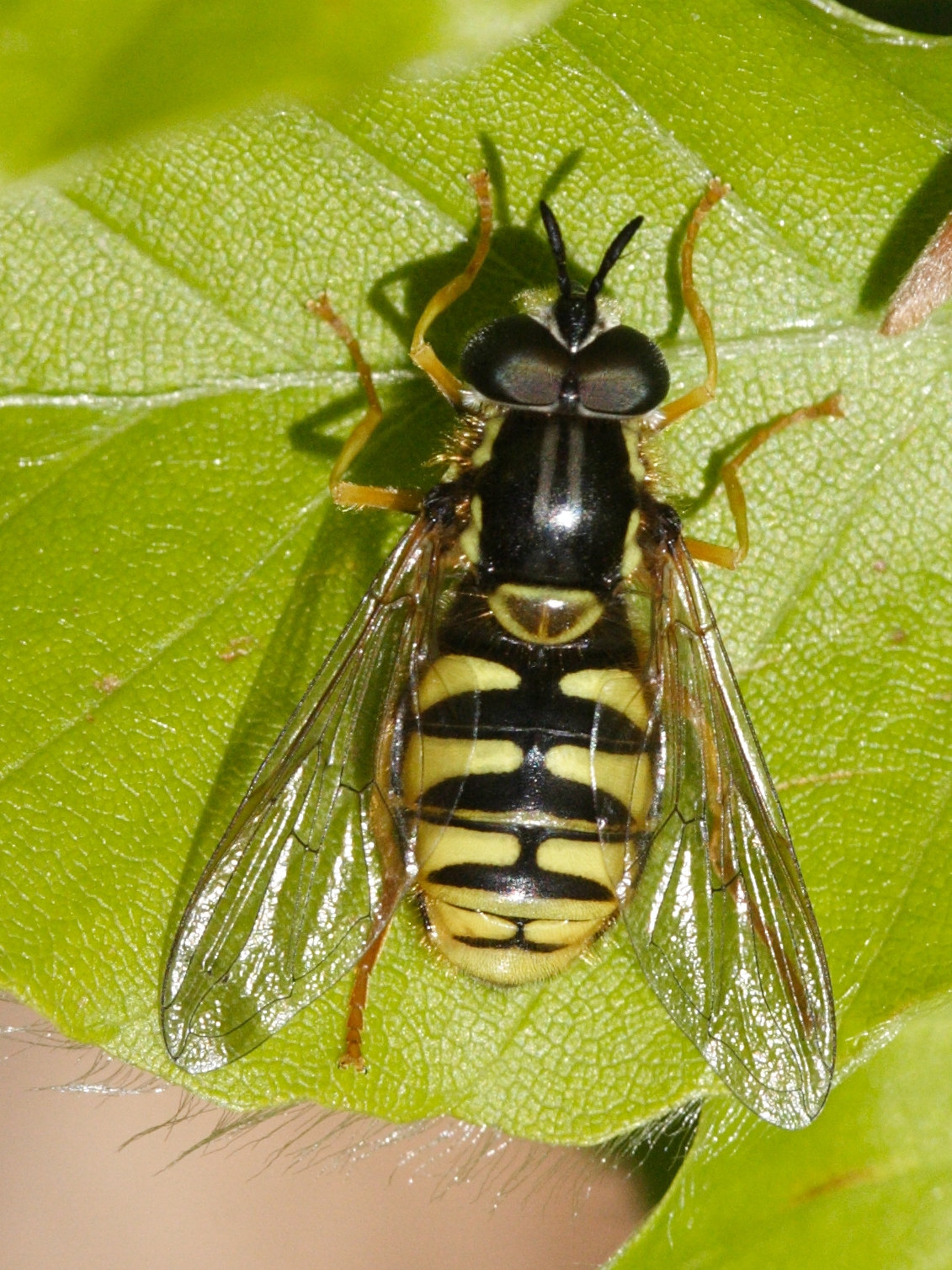chrysotoxum_cautum2md