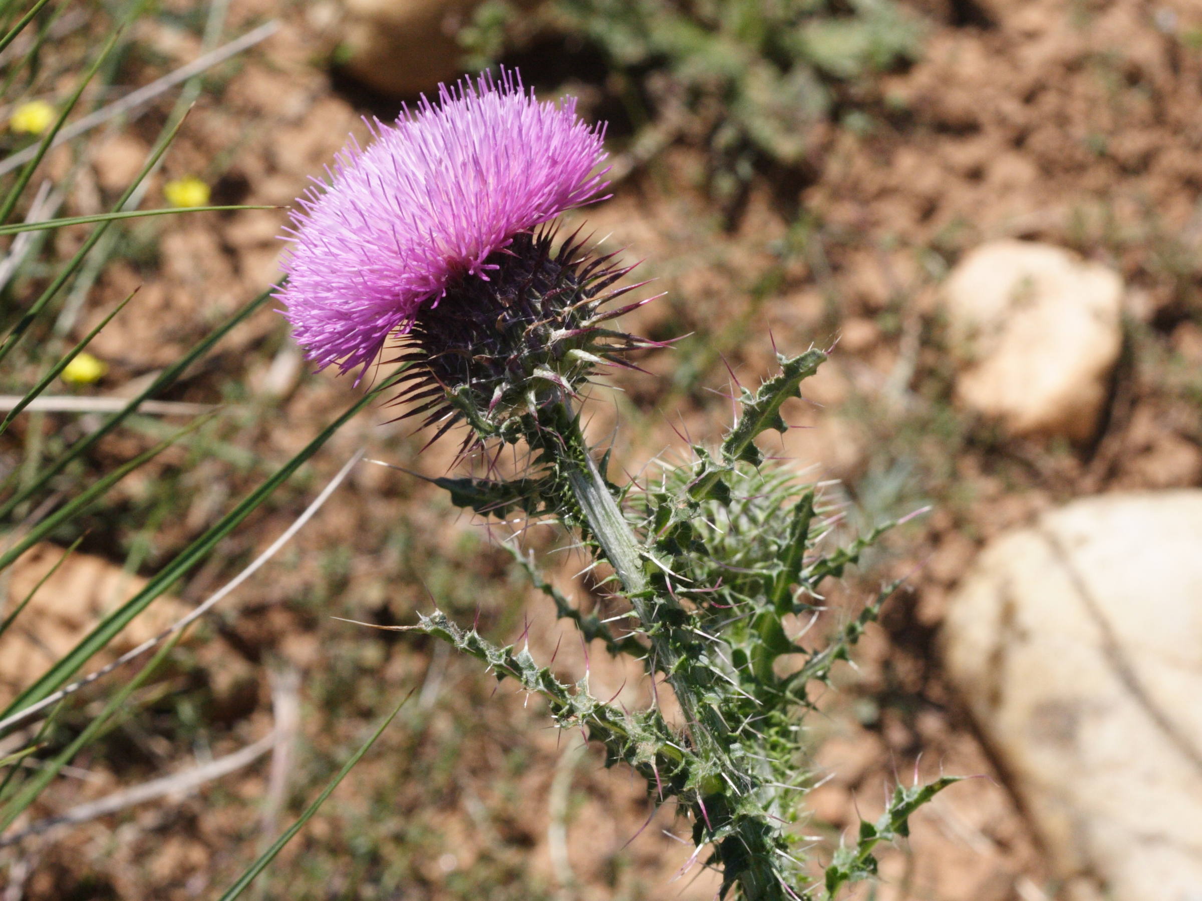 cirsium_vulgare_crinitum2md