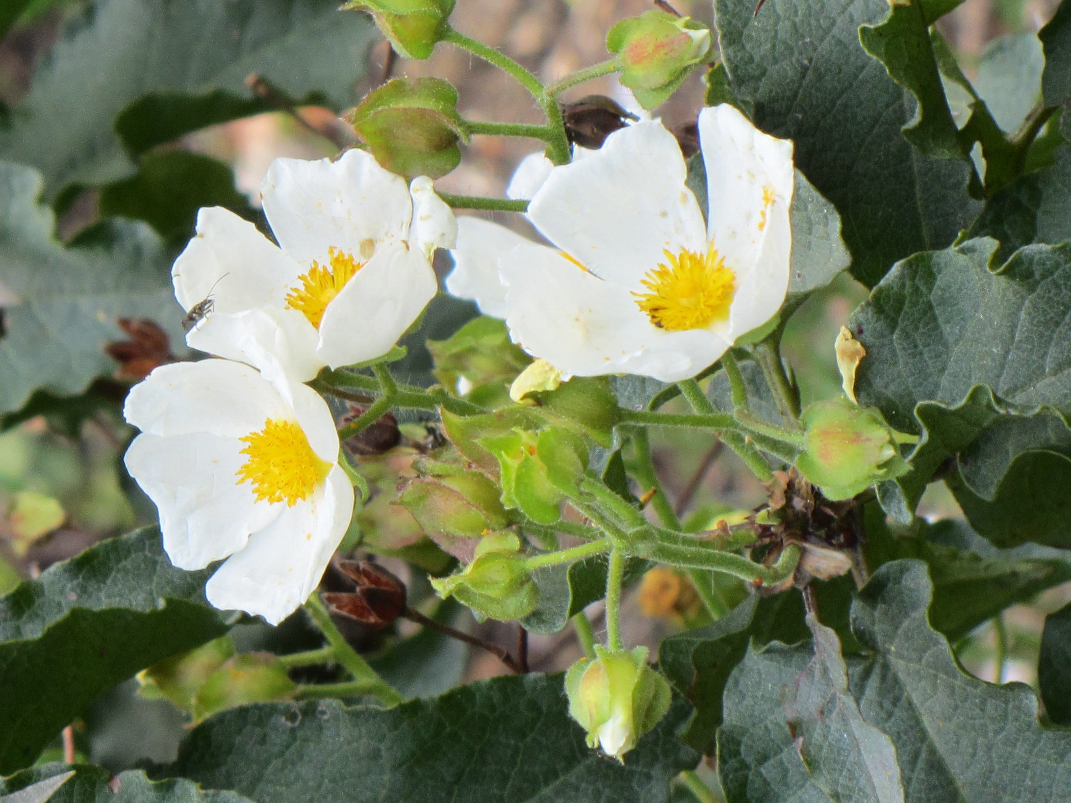 Afficher le média cistus_populifolius3mv cistus_populifolius3mv