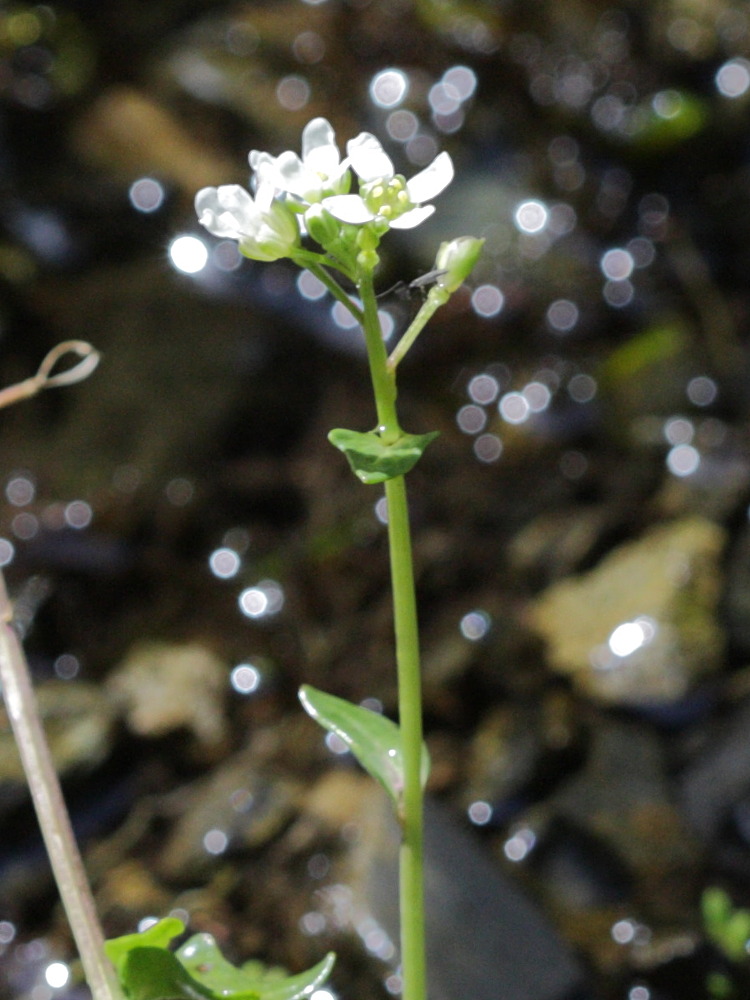 cochlearia_pyrenaica2bd