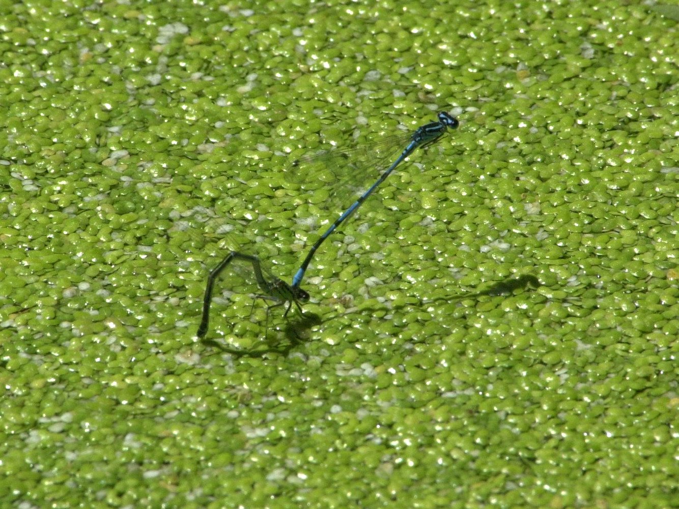 coenagrion_puella8md