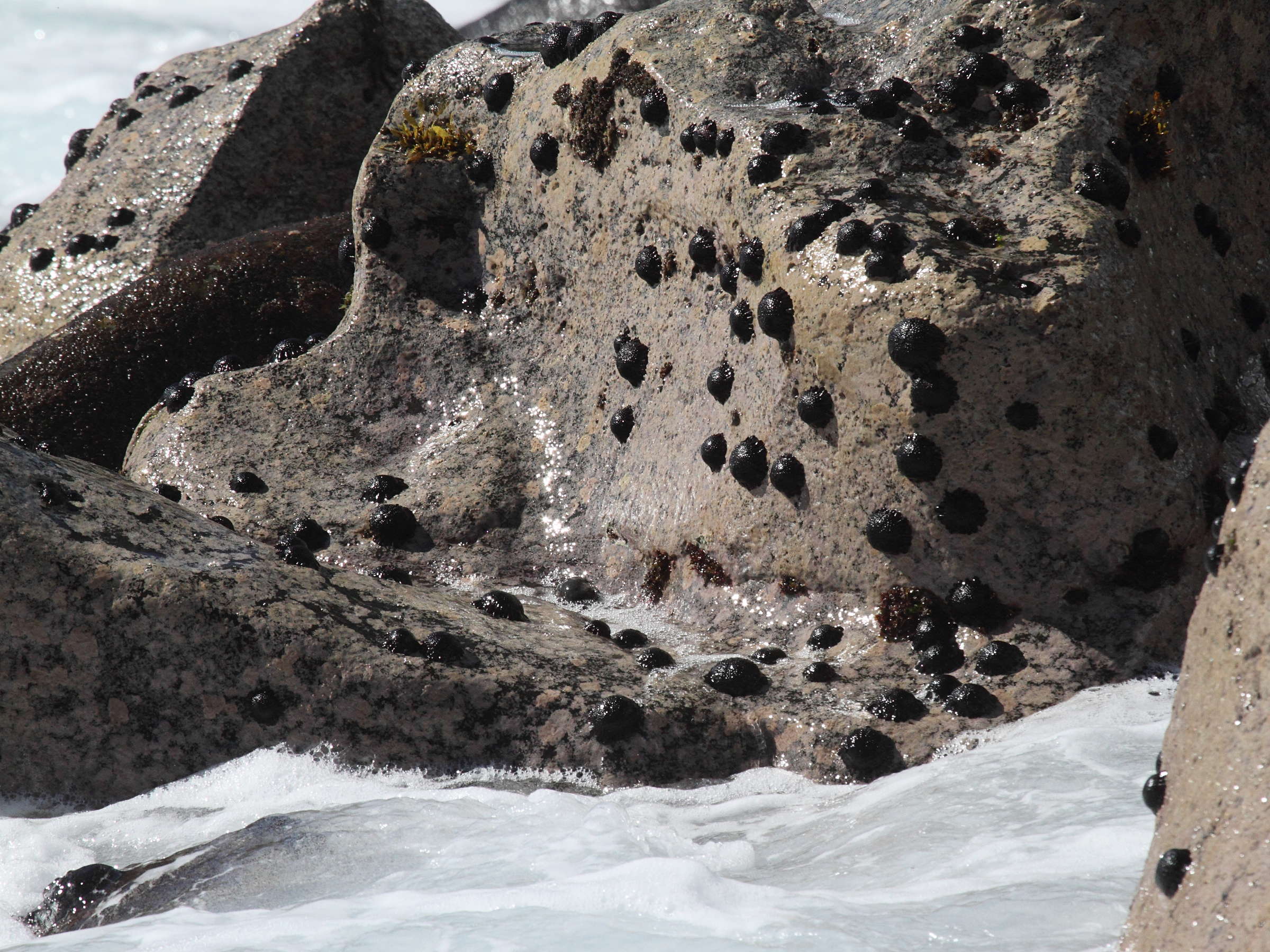 colobocentrotus_atratus2bd