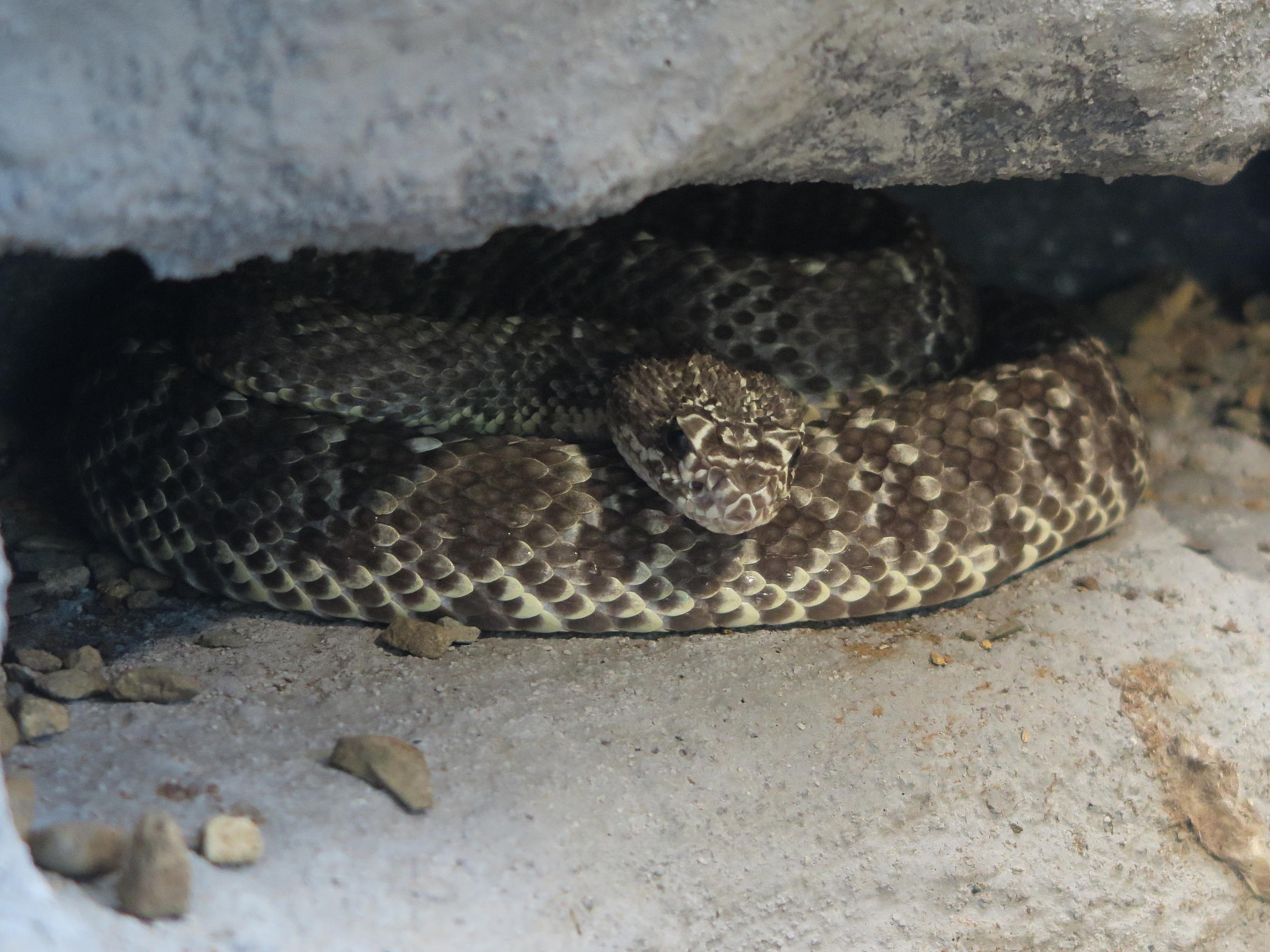 crotalus_durissus1md