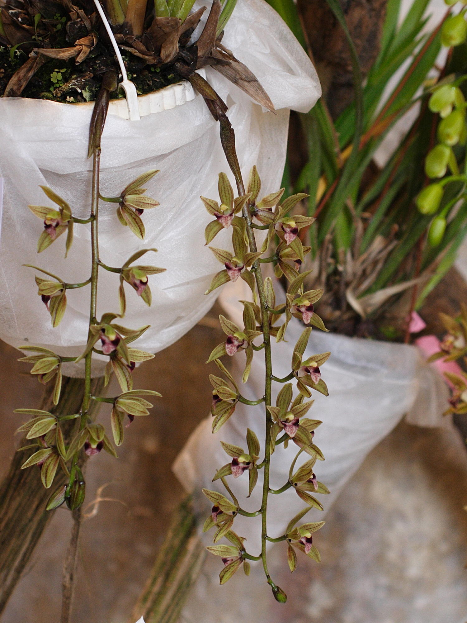 cymbidium_devonianum1md