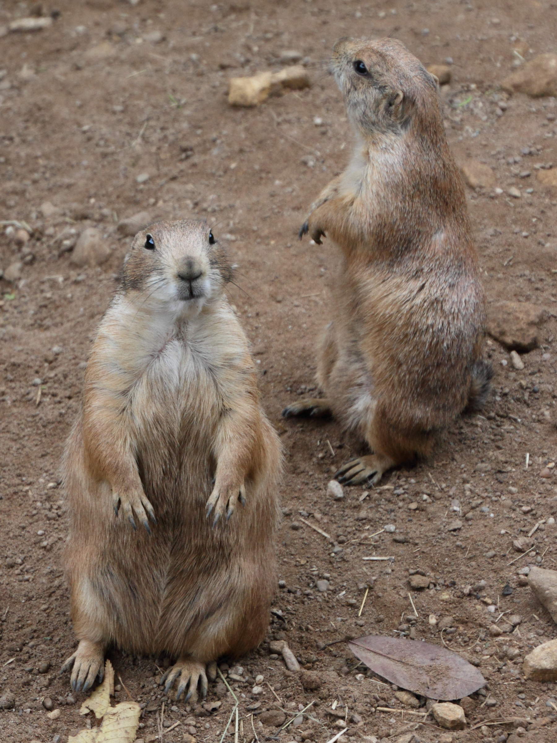 cynomys_ludovicianus4md