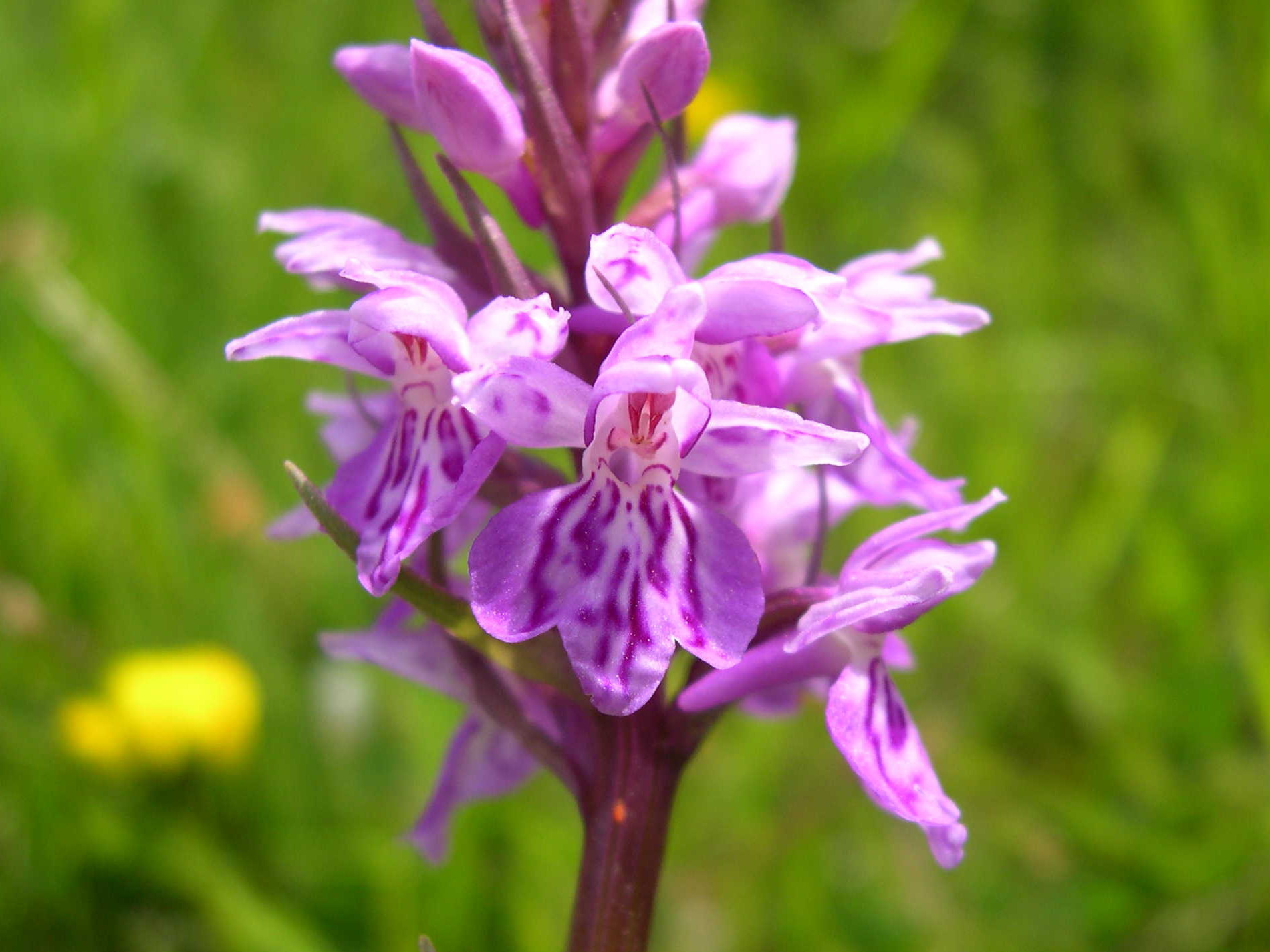 dactylorhiza_maculata3sd