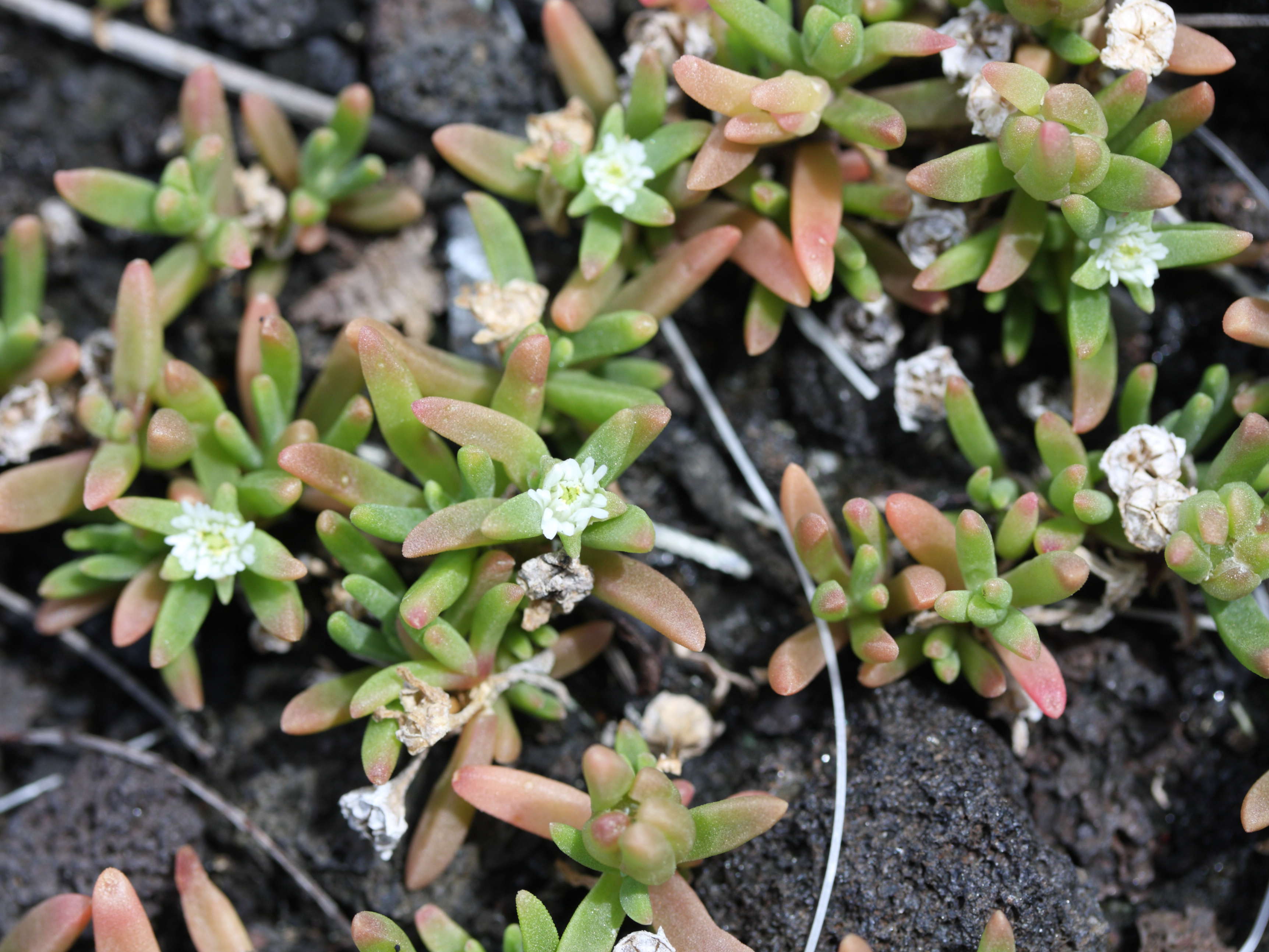 Afficher le média delosperma_napiforme1md delosperma_napiforme1md