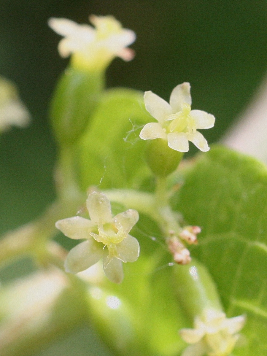 Afficher le média Dioscorea_communis Dioscorea_communis