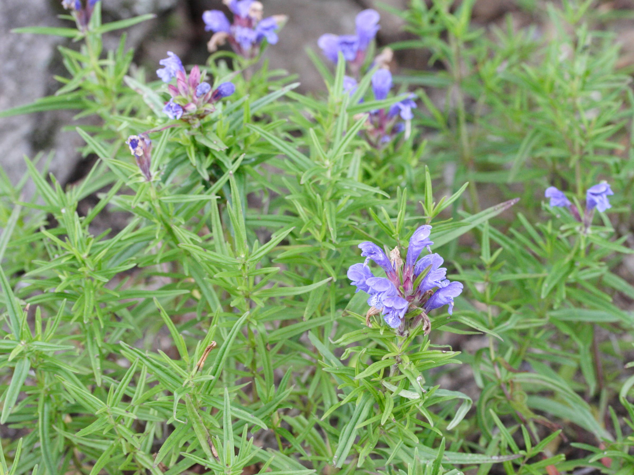 Afficher le média Dracocephalum_ruyschiana Dracocephalum_ruyschiana