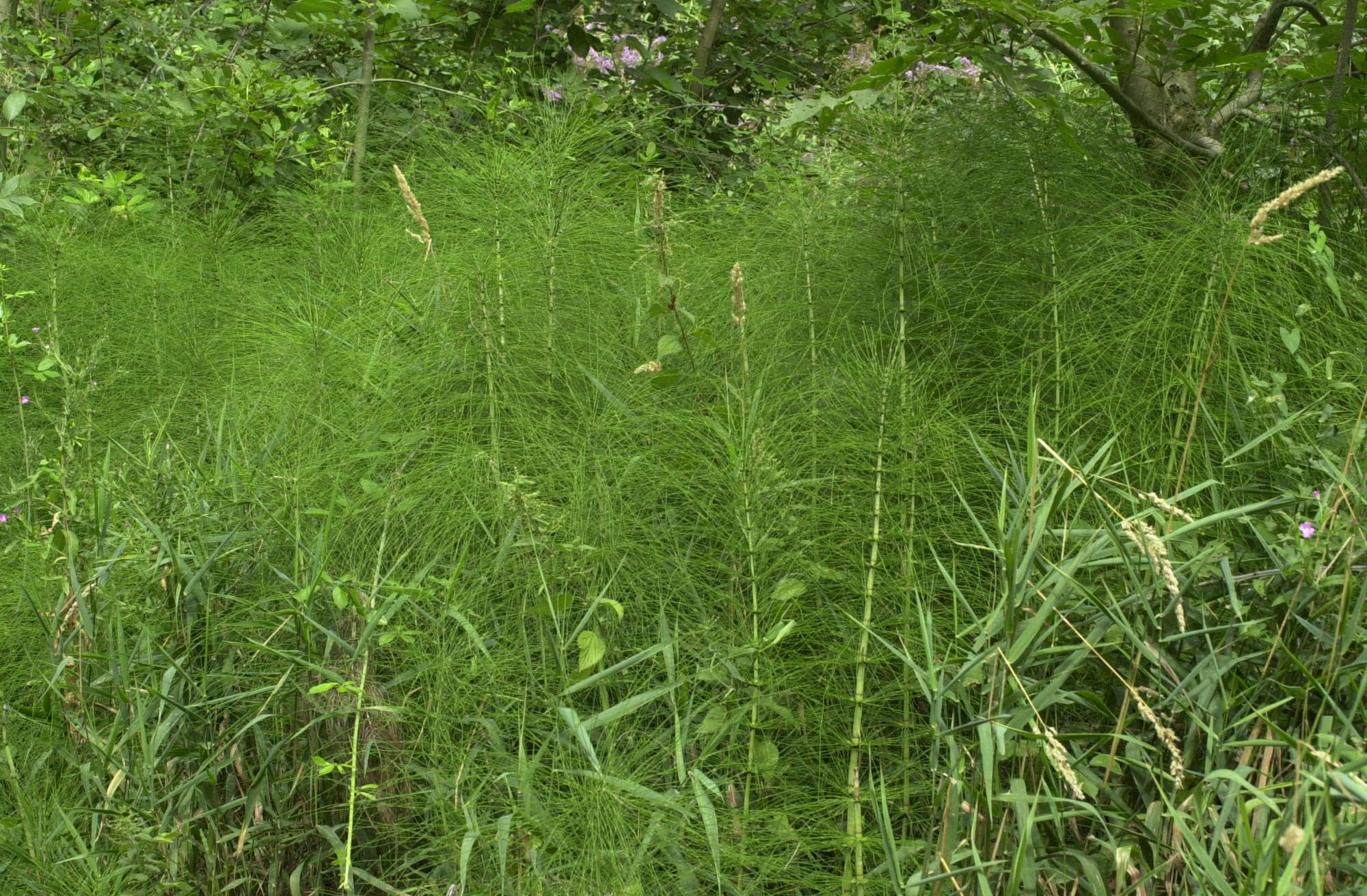 equisetum_telmateia4md