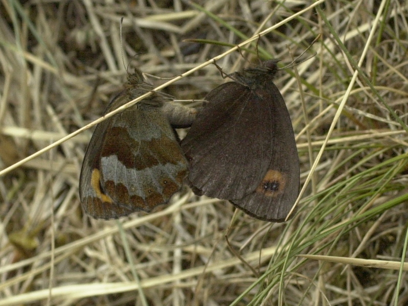 erebia_aethiops7md