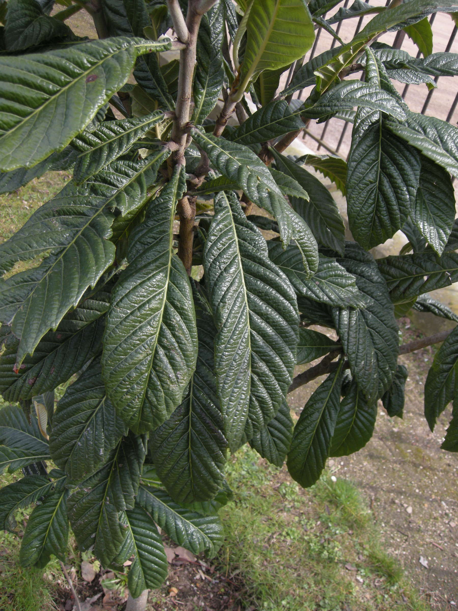eriobotrya_japonica5md